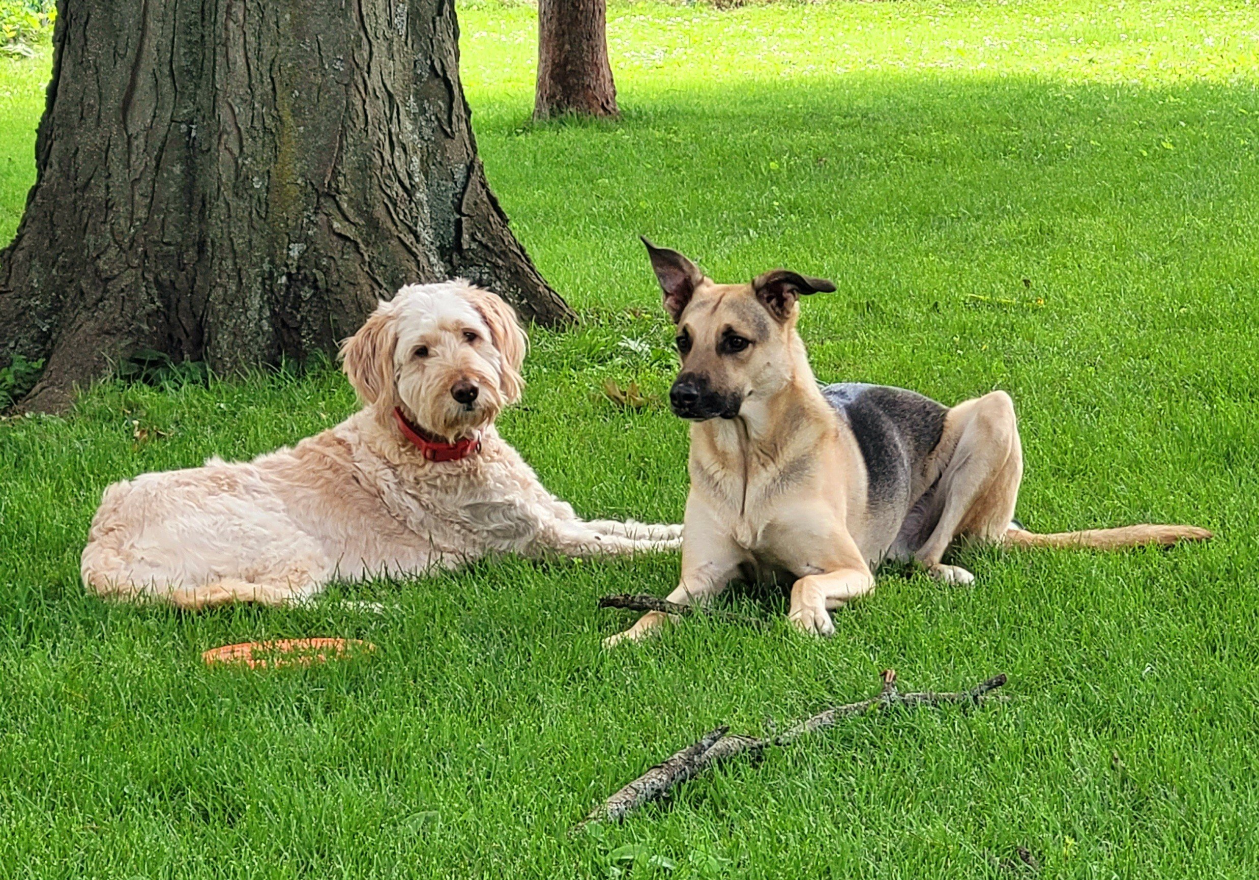 Two dogs, one with light curly fur and wearing a red collar, lying on green grass next to a tree trunk. The other dog has short tan and black fur, with one ear up and the other bent, sitting on the grass near the first dog.