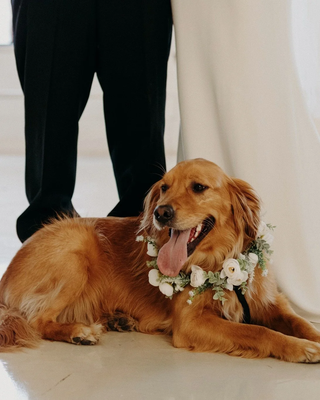 Making sure all members of the family are accounted for and properly dressed <3 

Photo: @photoby.ana 
Venue: @grh815 
Decorations: @dreamday.eventrentals 
Flowers: @schlachterfarmflowers 

#dreamdayeventrentals #weddingrentals #eventrentals #illi