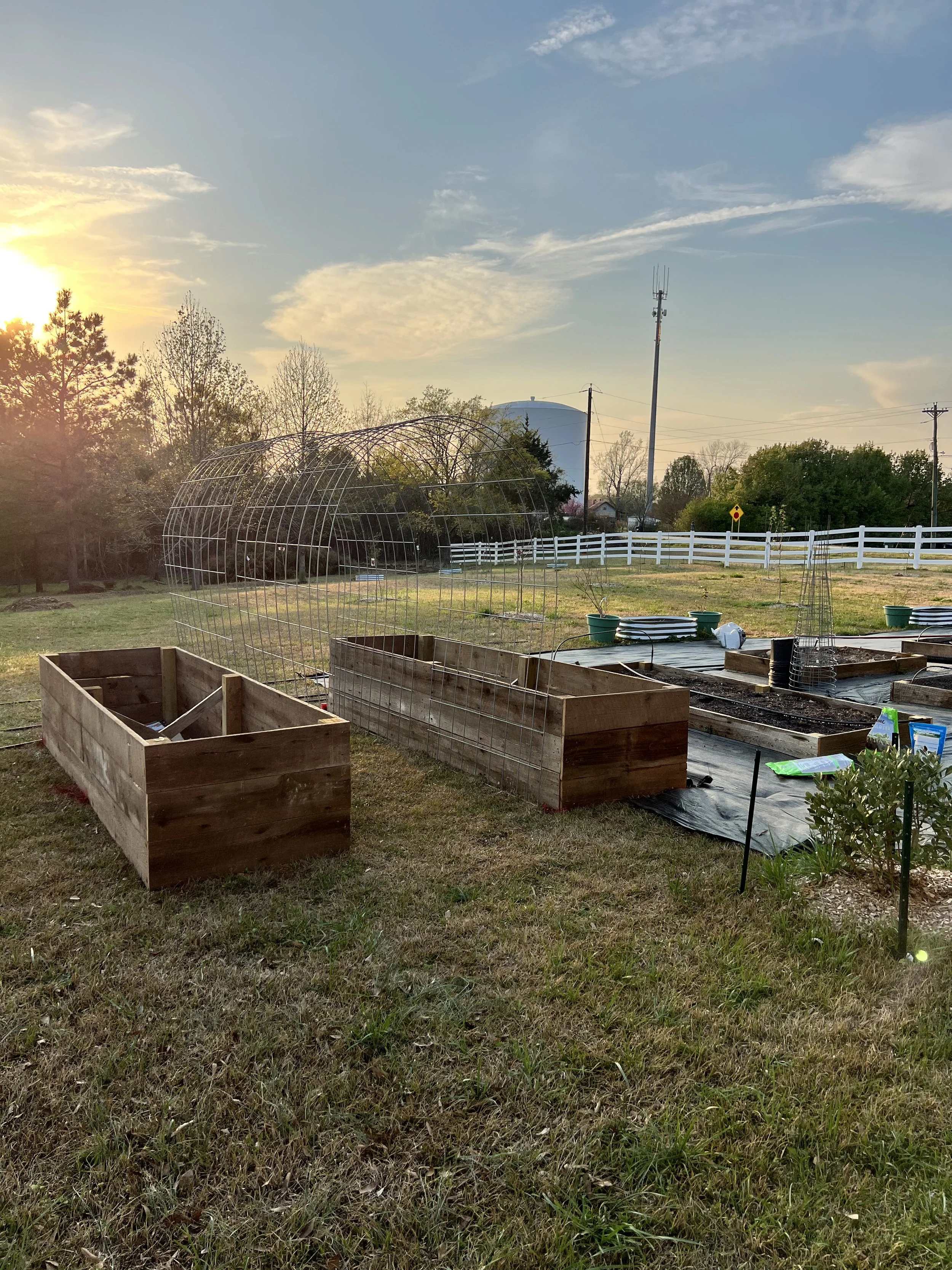Cattle Panels - it's all the rage right now!
Raised beds are made of our old barn wood
