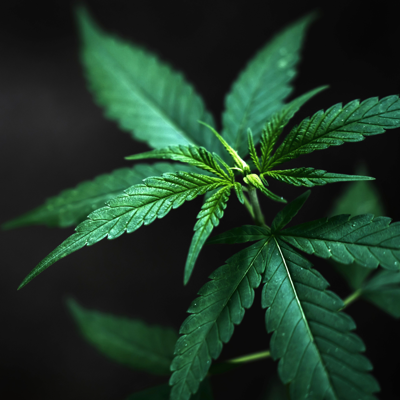 Cannabis Marketing