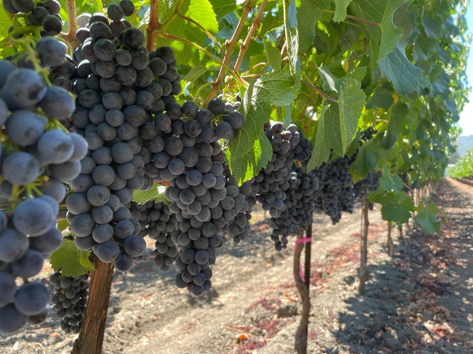 General Vineyard Maintenance