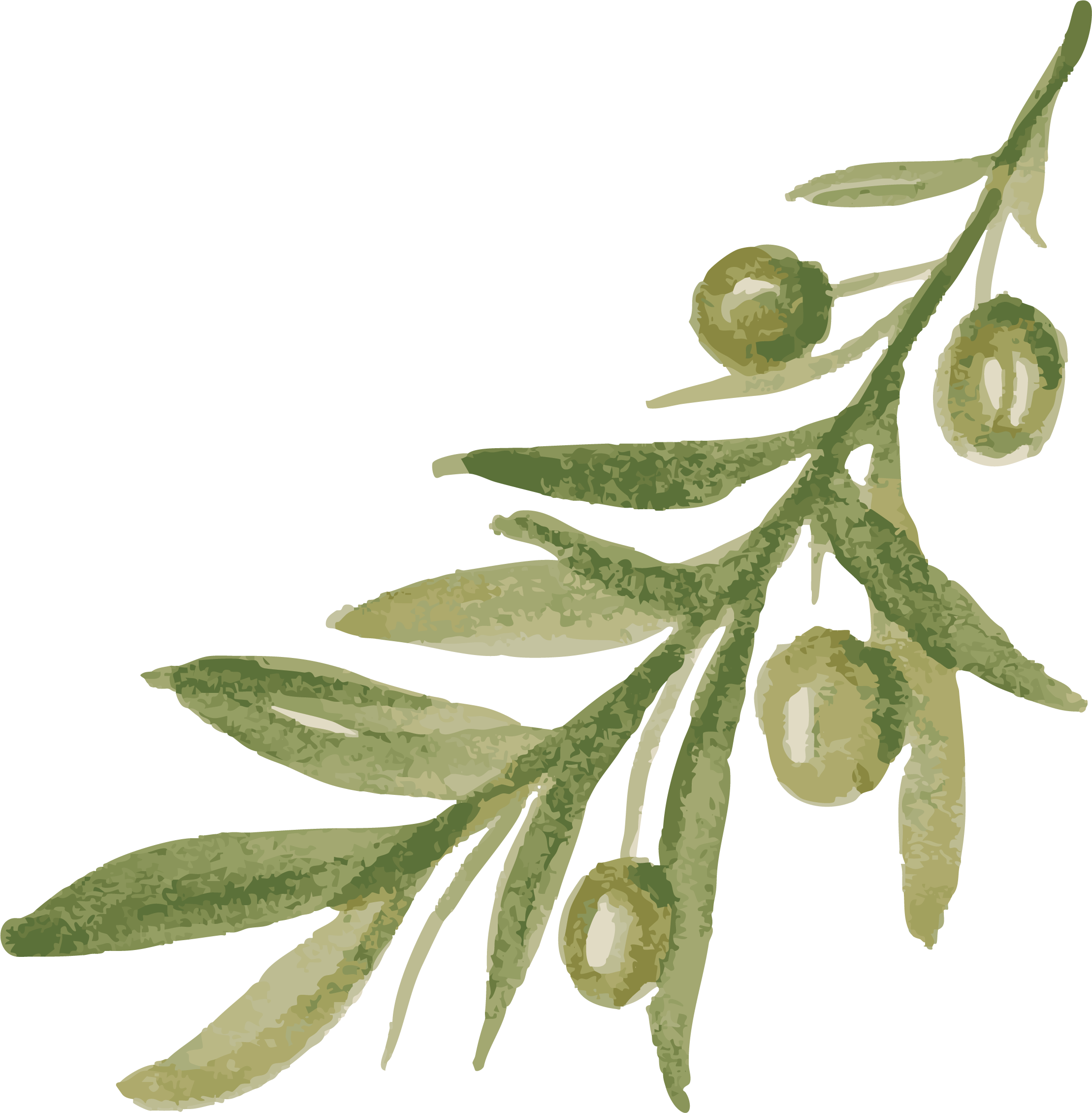 OliveBranchVectorised.png