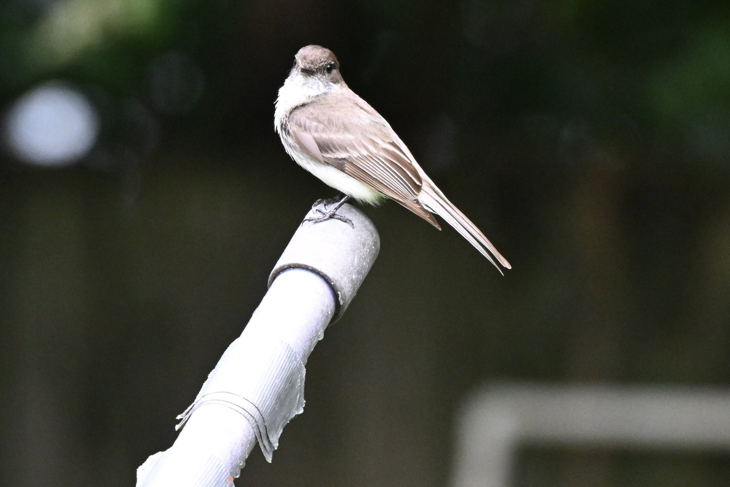 4-DSC_2014.jpg