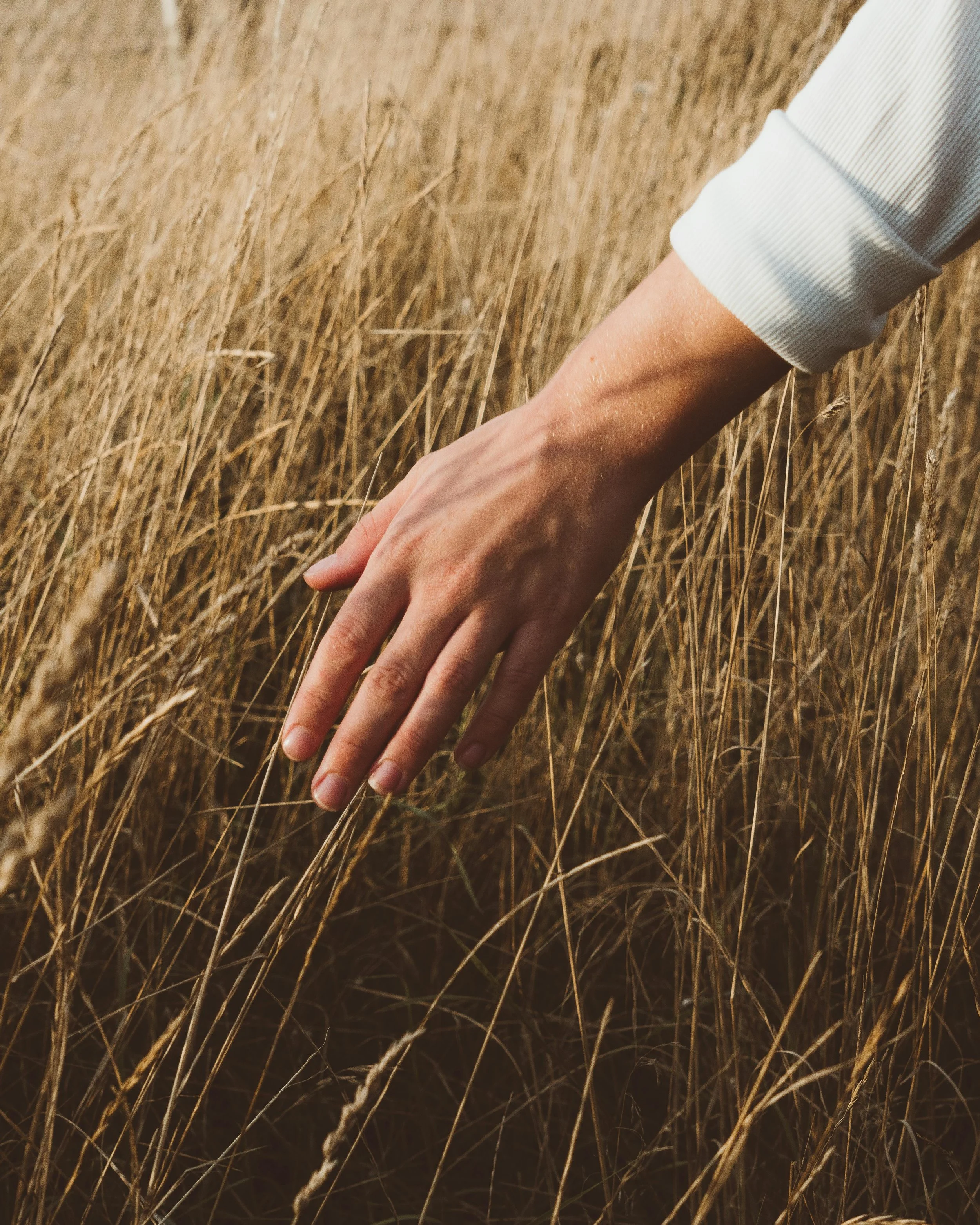 A person's hand gently touching tall dry grass in a field.