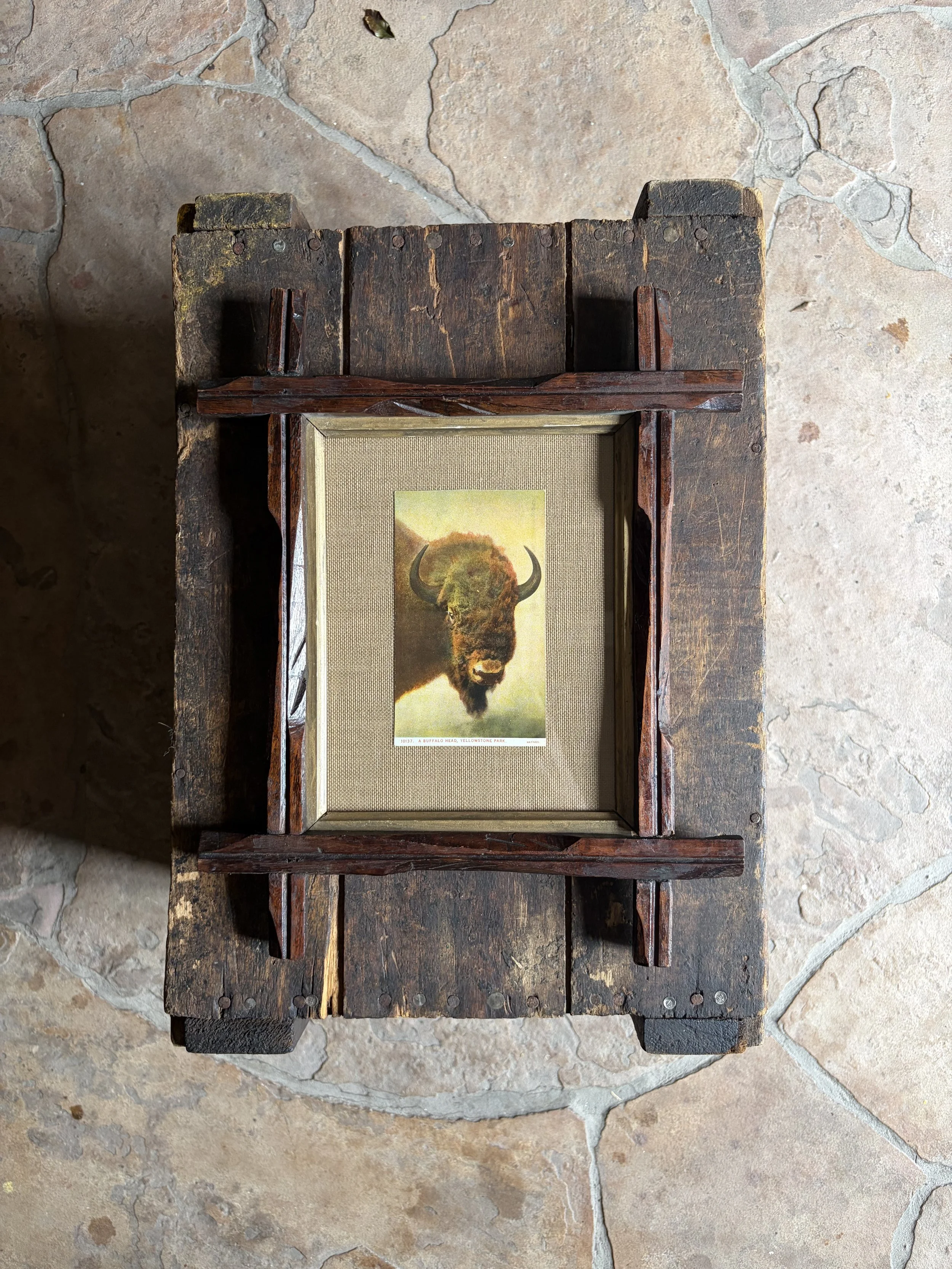 Framed Buffalo Head Postcard