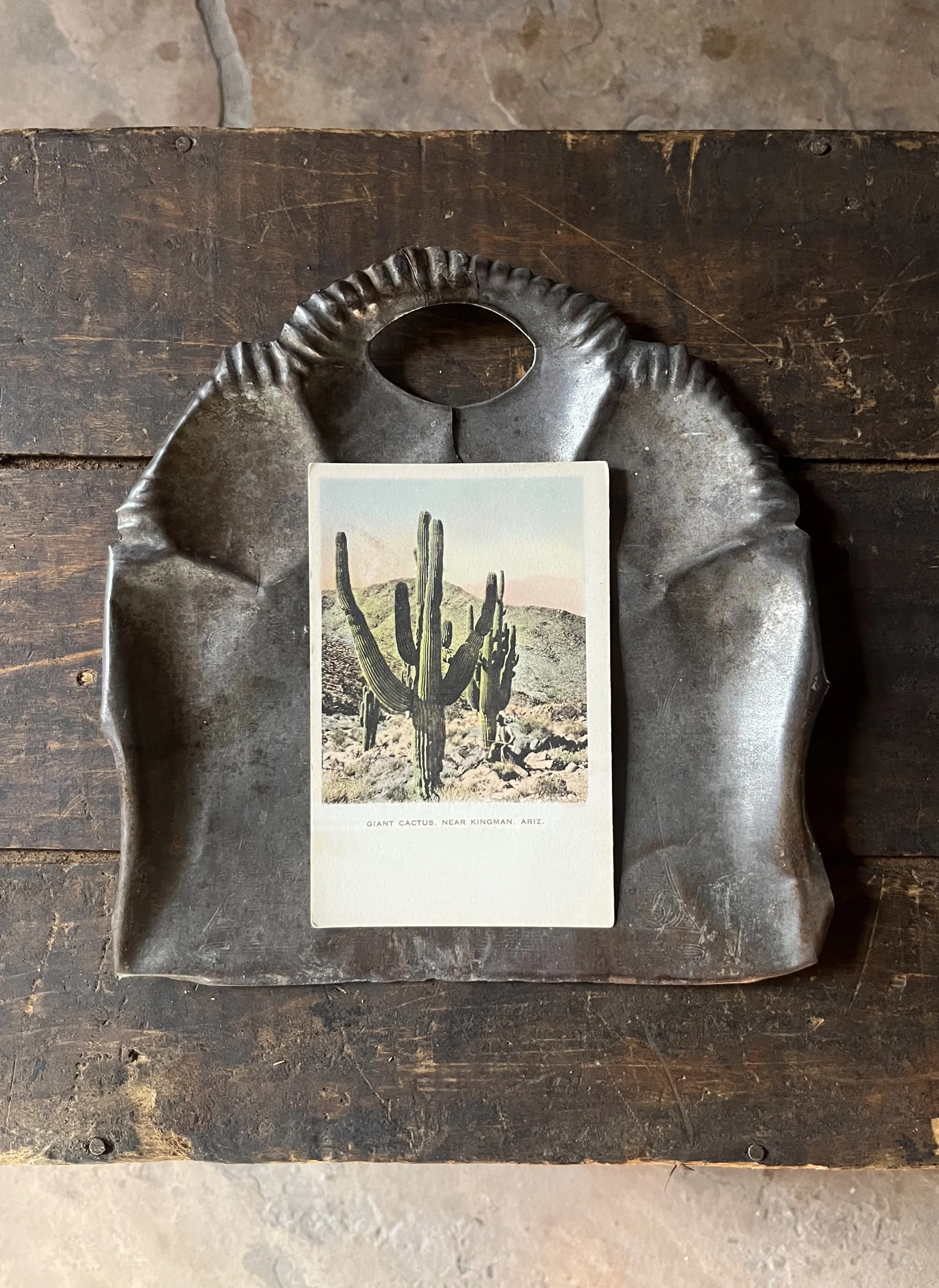 Vintage Giant Saguaro Postcard
