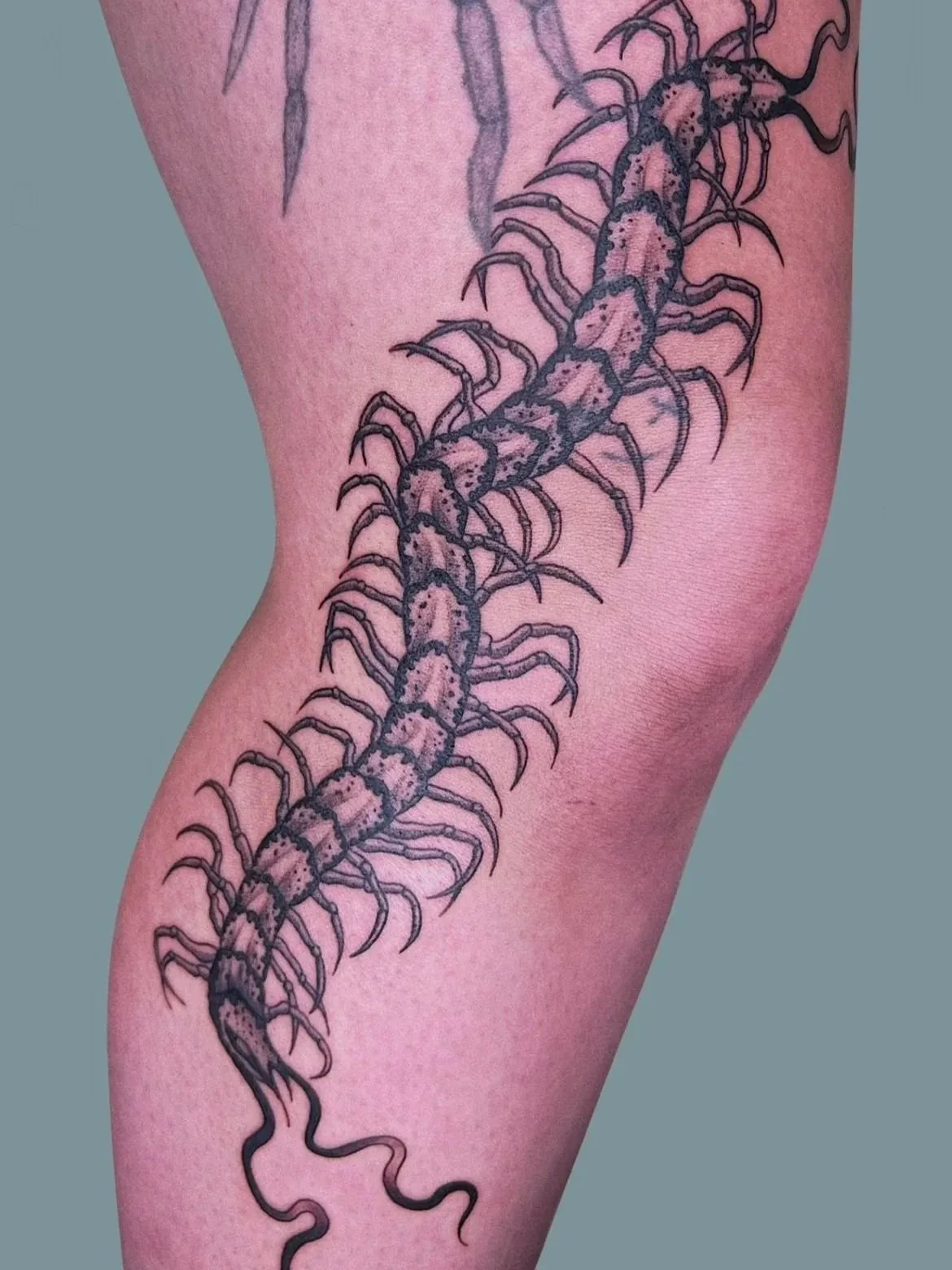 Tattoo of a detailed centipede on a person's arm, showcasing multiple legs and segmented body.