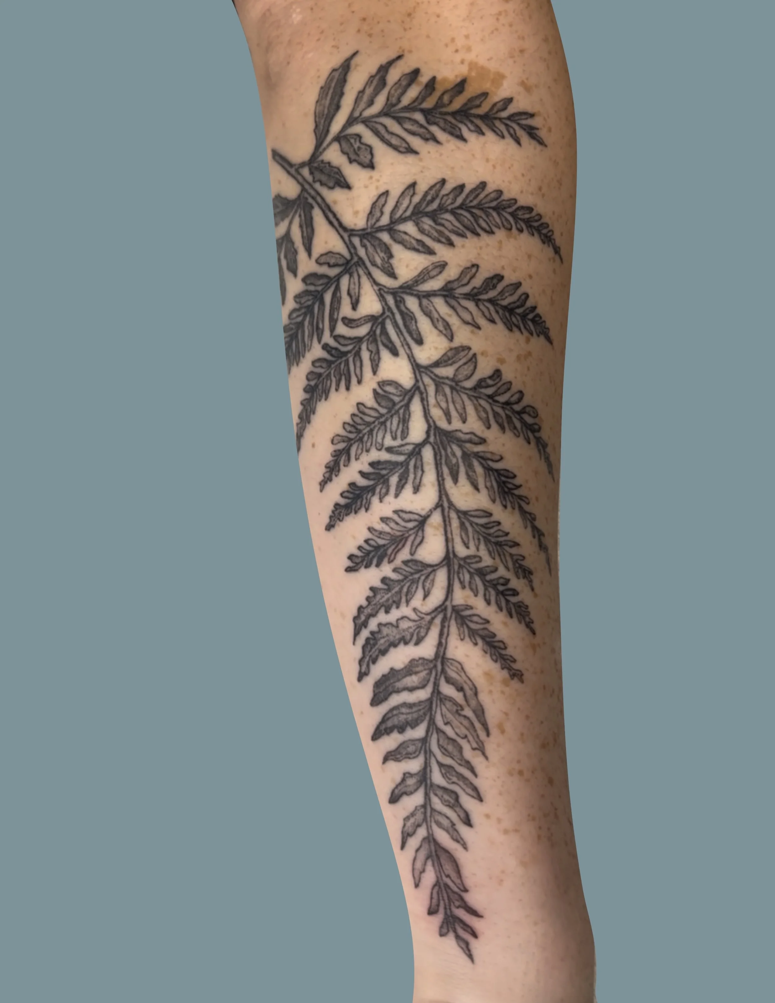 Black ink tattoo of a fern leaf on a person's arm.
