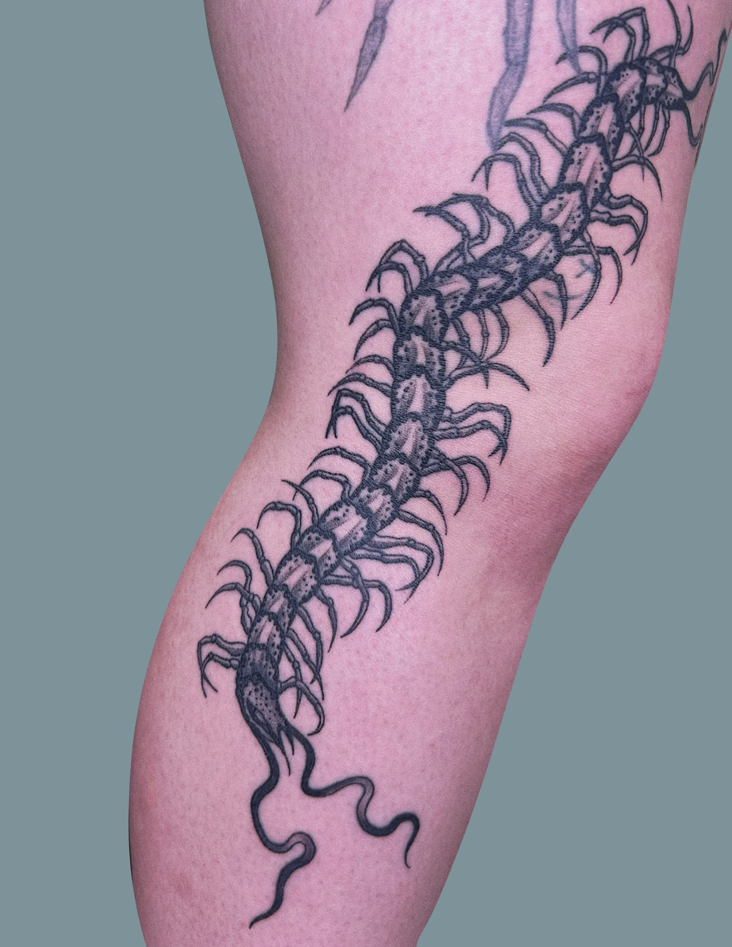 Tattoo of a centipede on person's arm.