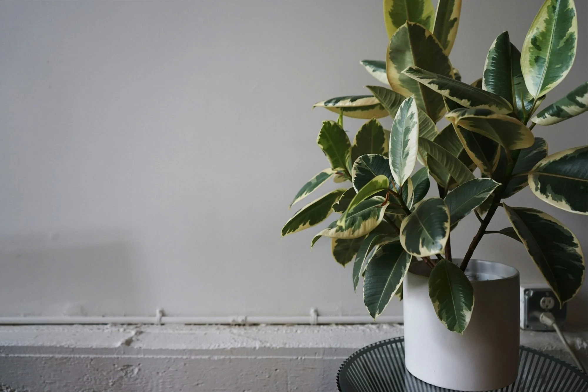 A potted variegated ficus plant with green and cream leaves on a black round tray against a plain light gray wall.