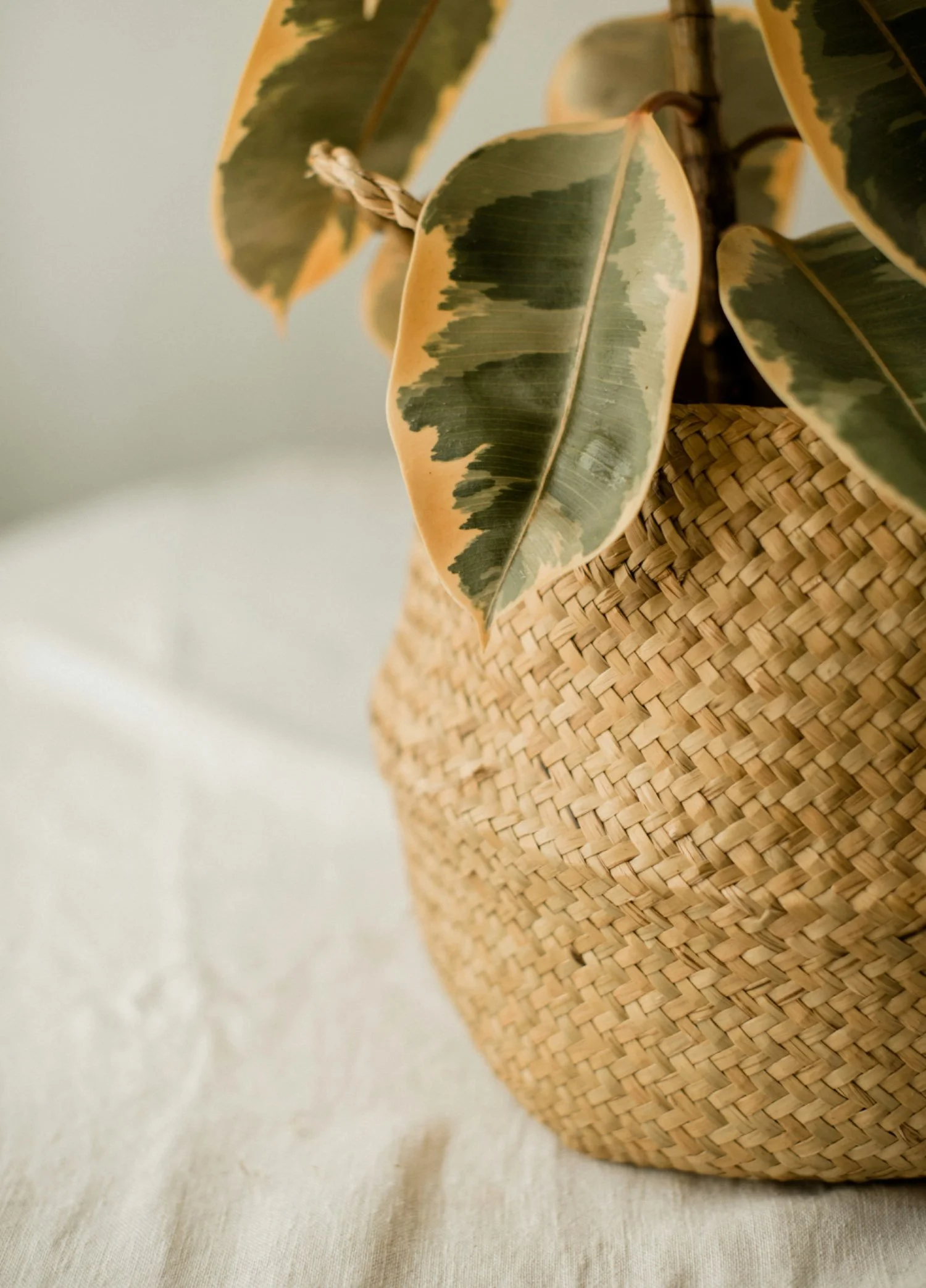 Close-up of a potted plant with variegated green and yellow leaves in a woven basket, placed on a light-colored surface.