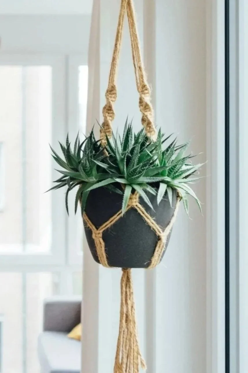 Hanging pot with green succulent plant, suspended by a macrame hanger near a window.