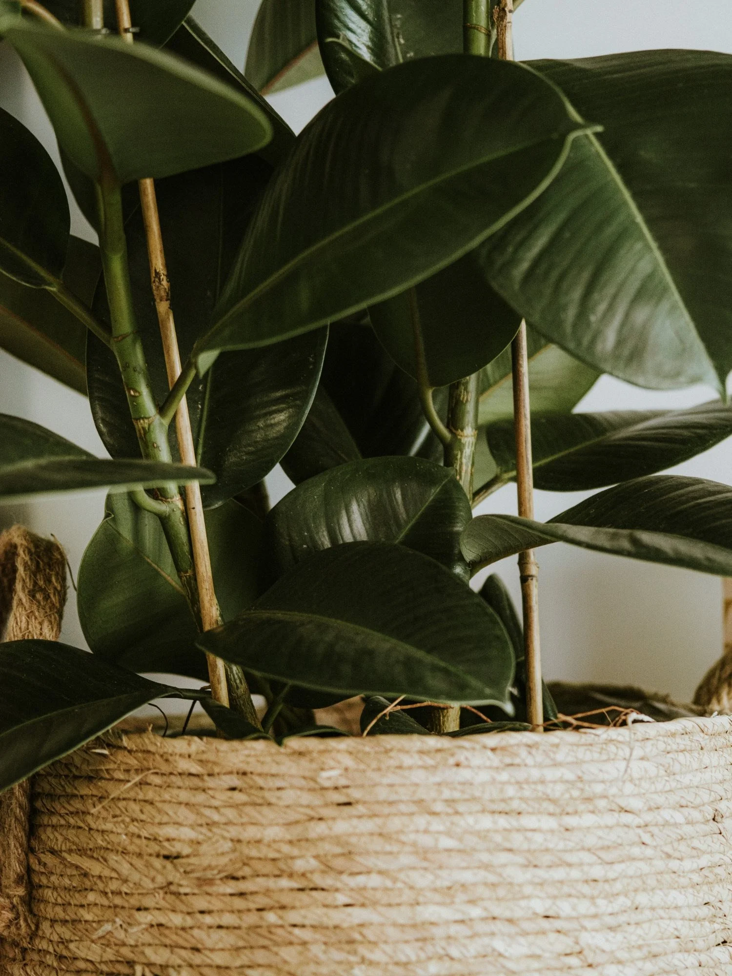 A close-up of a potted plant with dark green, glossy leaves.