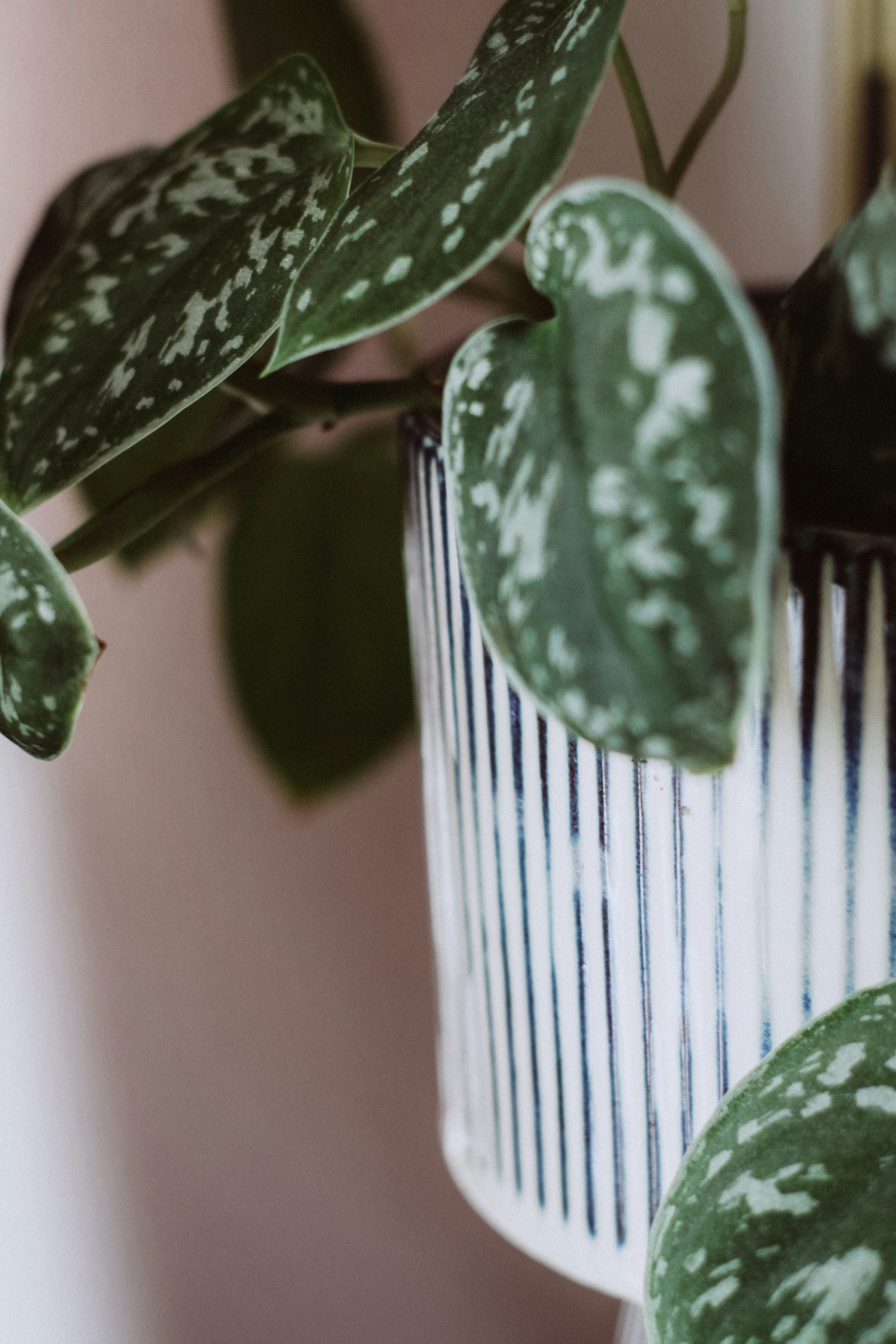 Close-up of variegated green and white leaves from a potted plant, with a striped white and black ceramic pot.