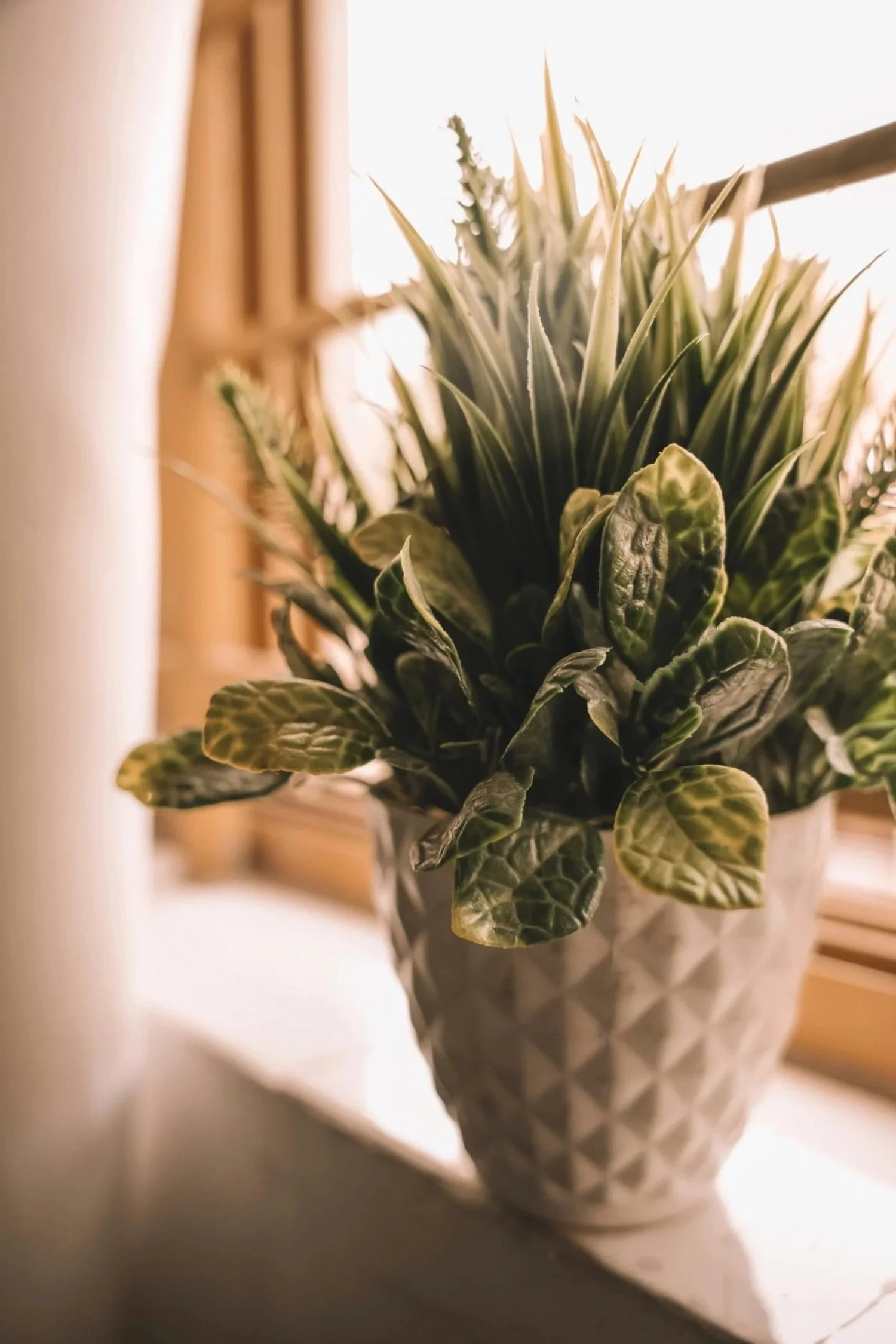 A close-up of a decorative ceramic pot with a diamond geometric pattern, containing a green houseplant with variegated leaves, placed near a window with sunlight.
