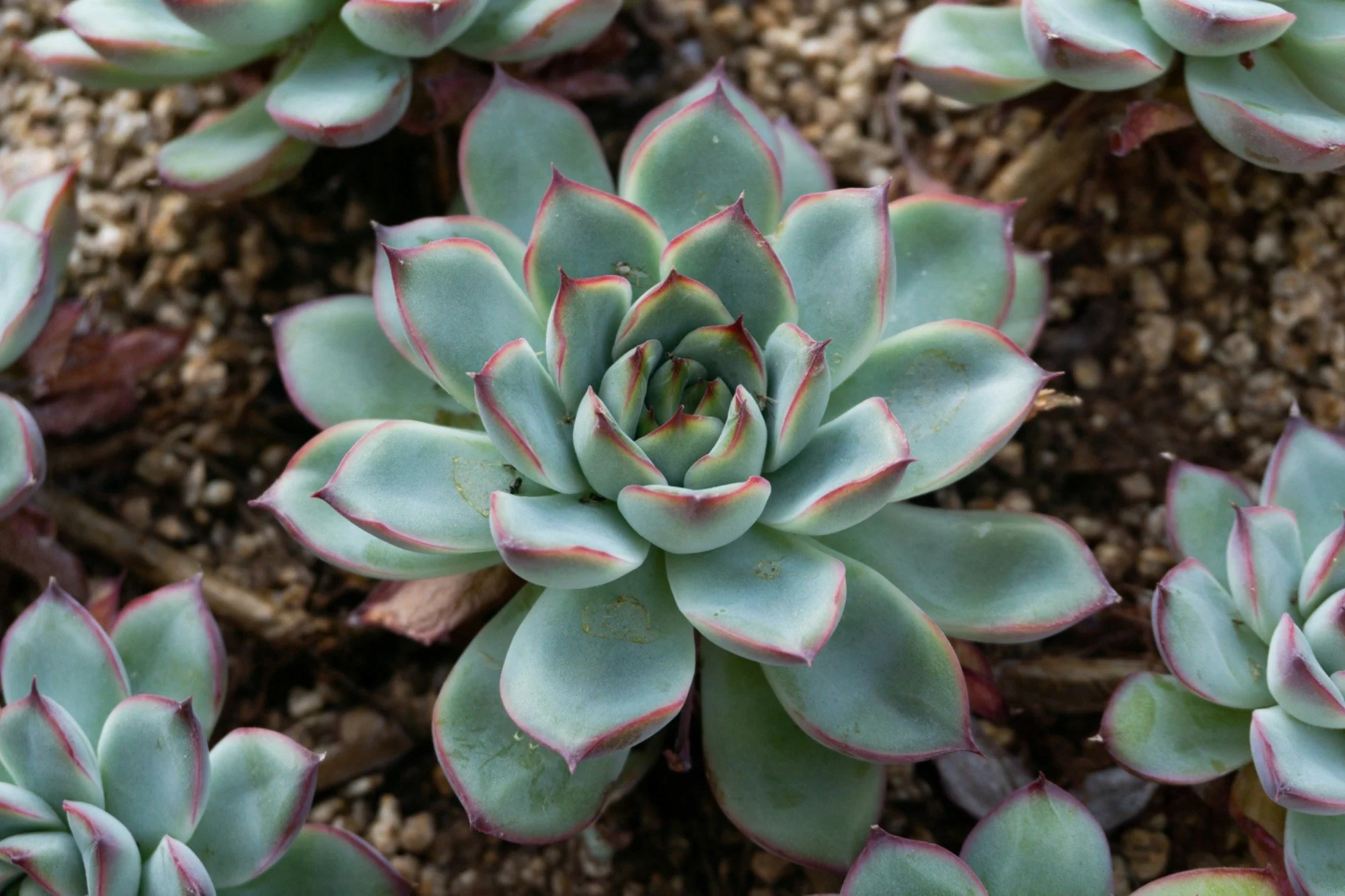 Close-up of a rosette-shaped succulent plant with pale green, slightly blue leaves with red edges, growing in sandy soil.