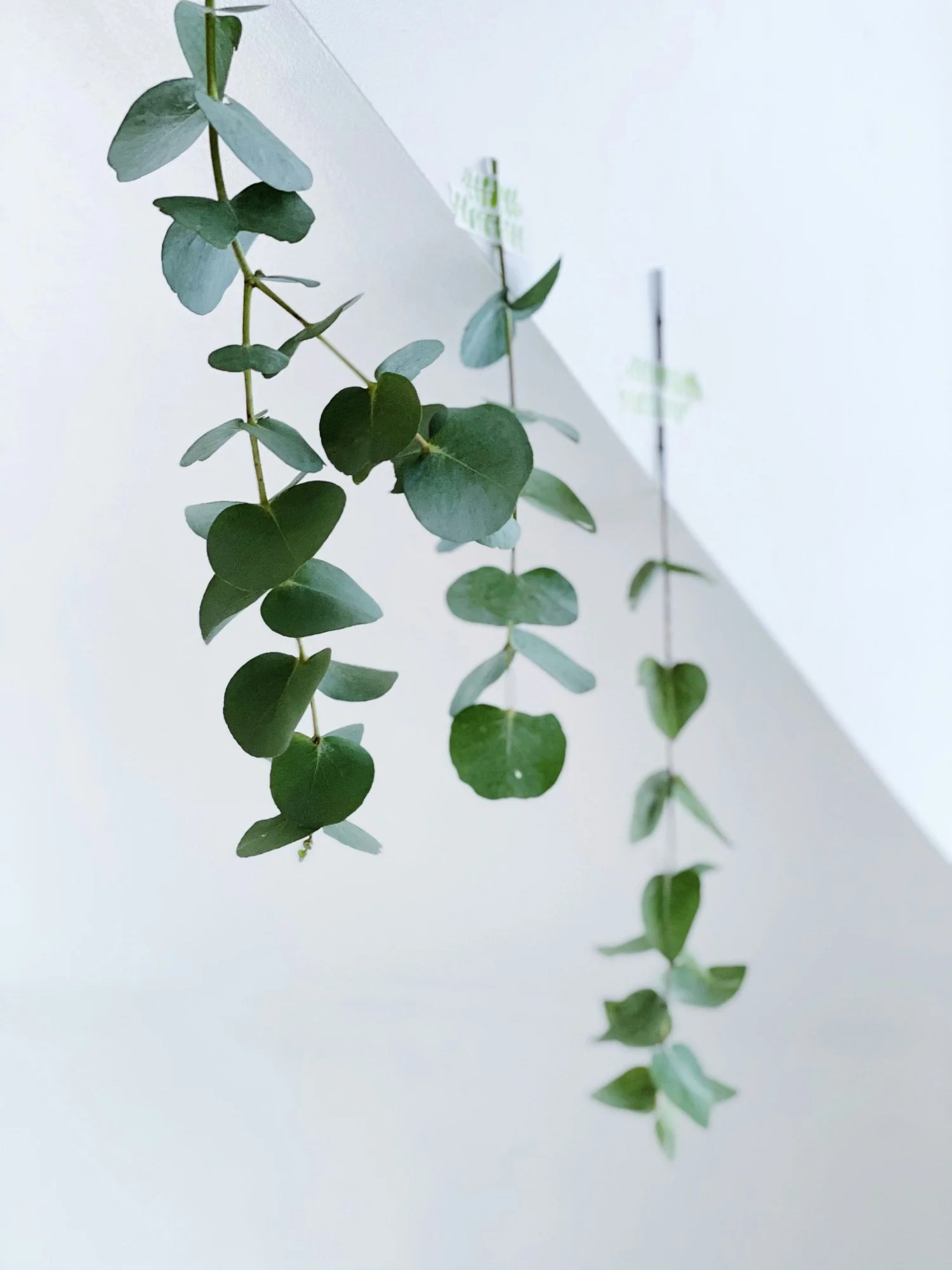 Hanging eucalyptus leaves with a white wall background.