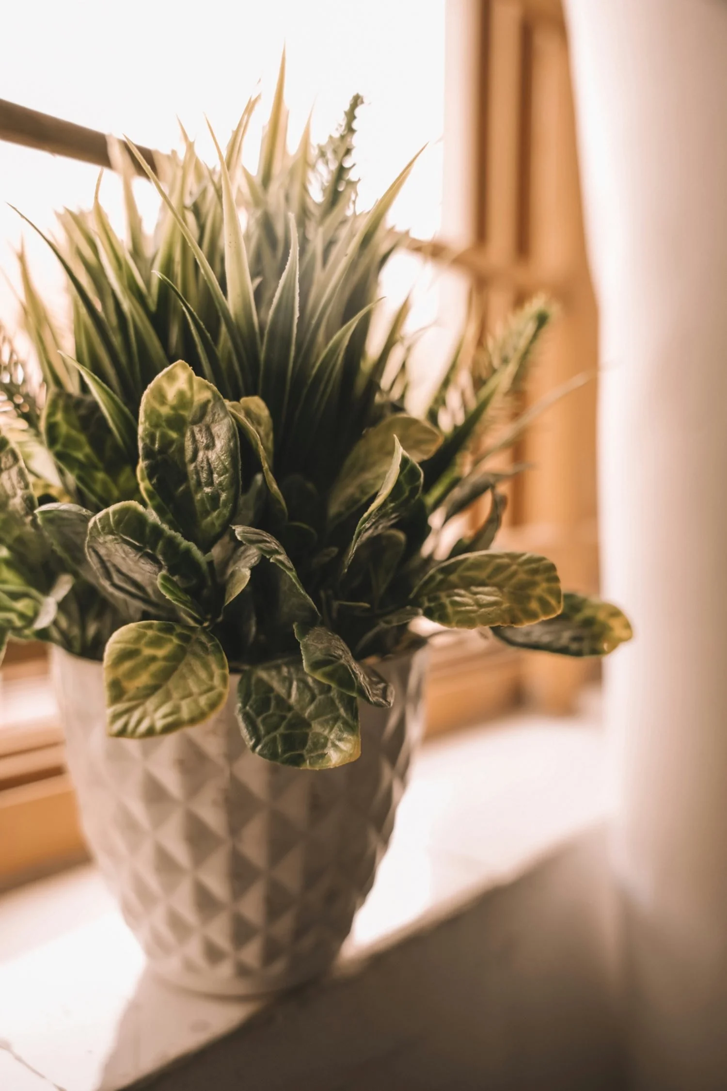 Potted green leafy plant near a window with wooden blinds.
