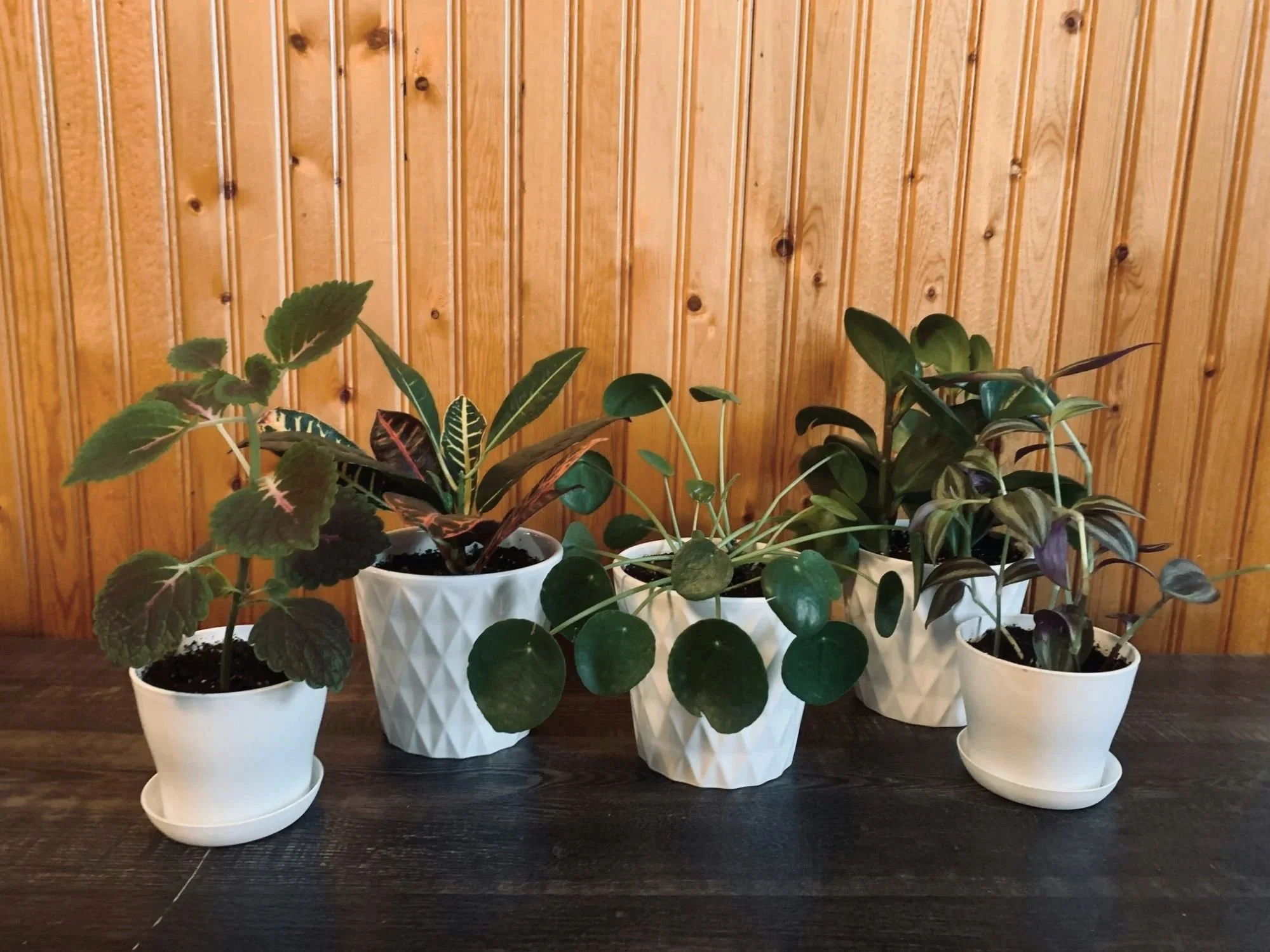 Four plants in white ceramic pots on a dark wooden surface against a wooden paneled wall.