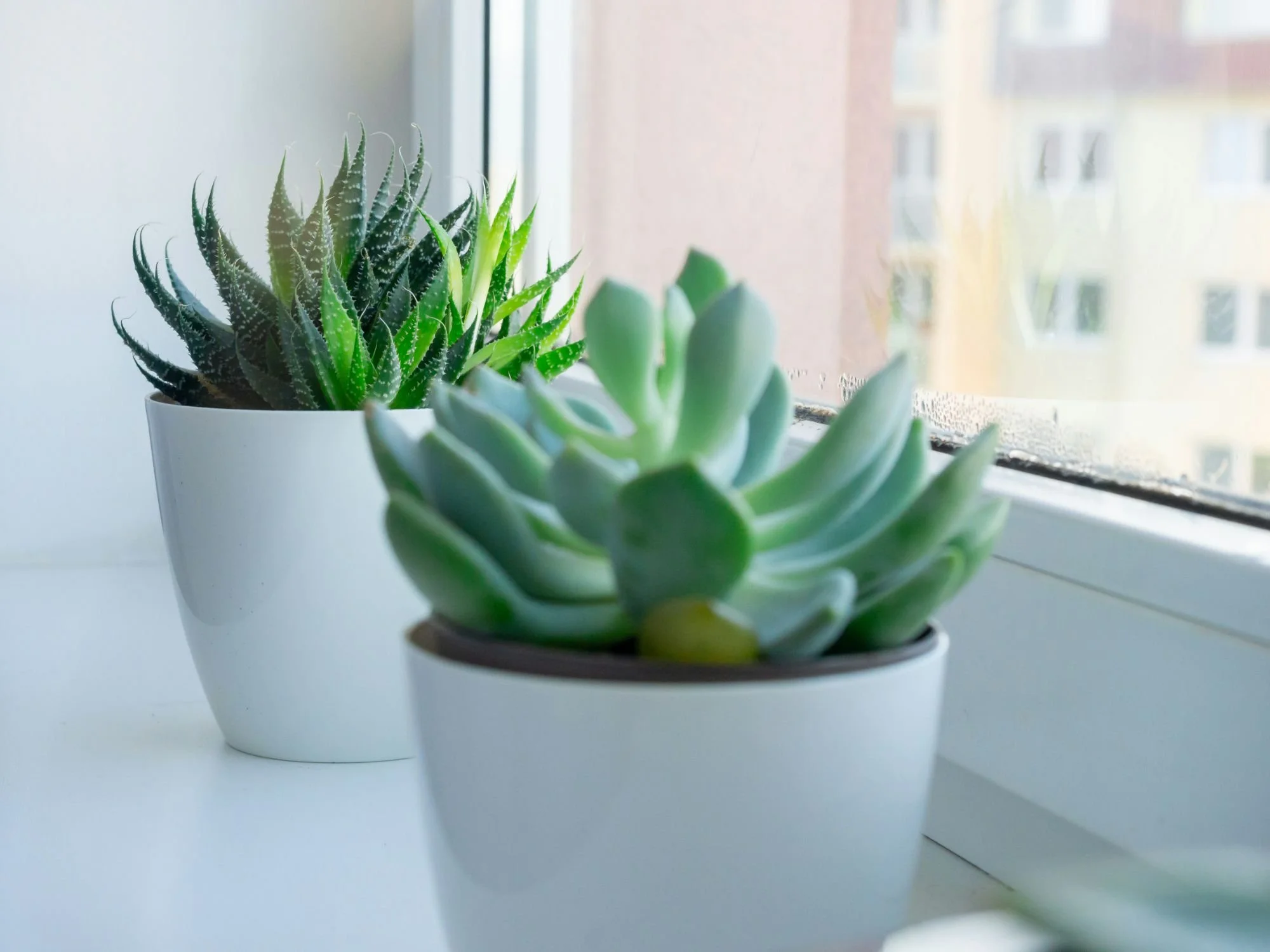 Two potted succulent plants on a windowsill with a cityscape view in the background.