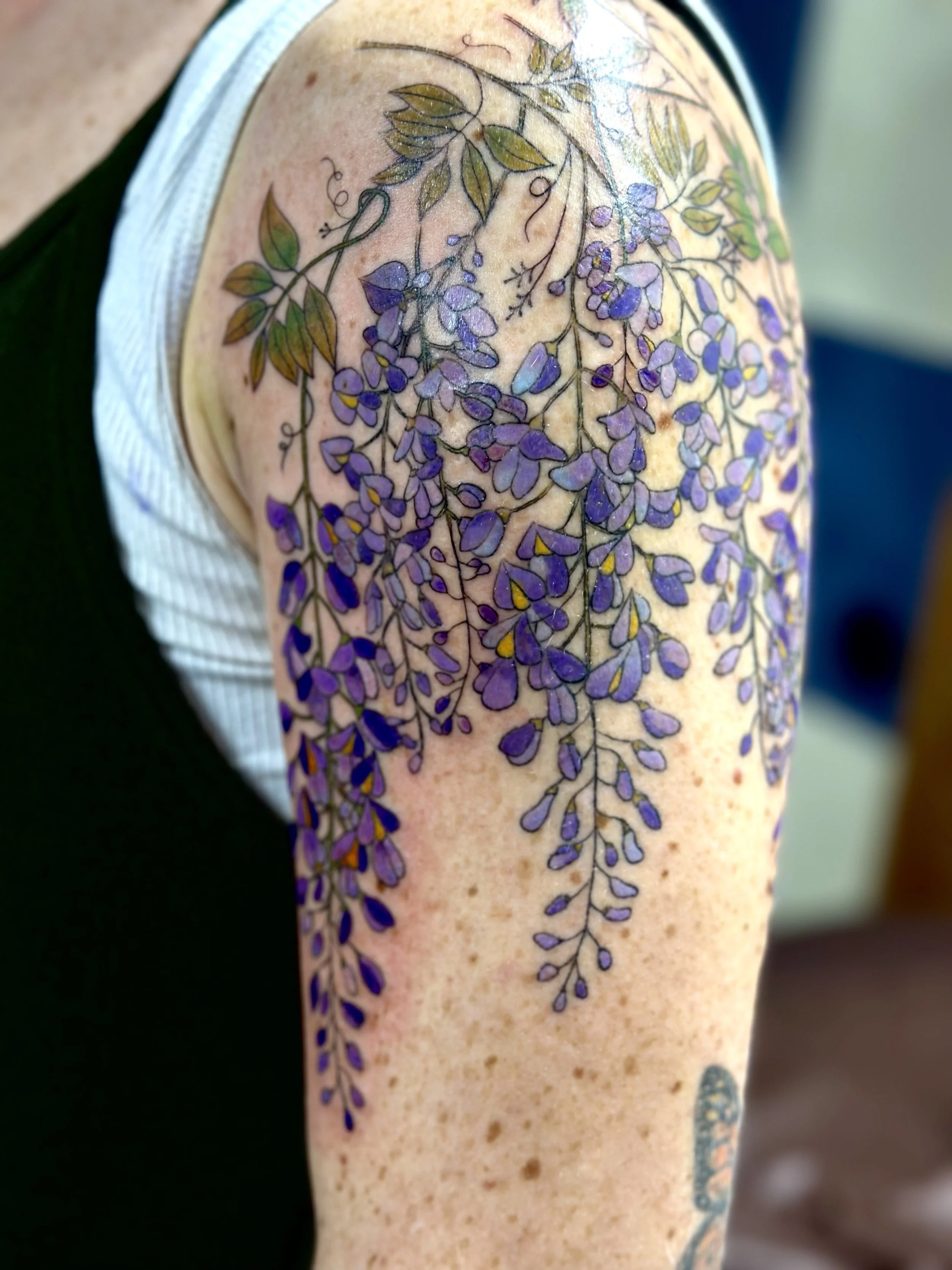blooming wisteria