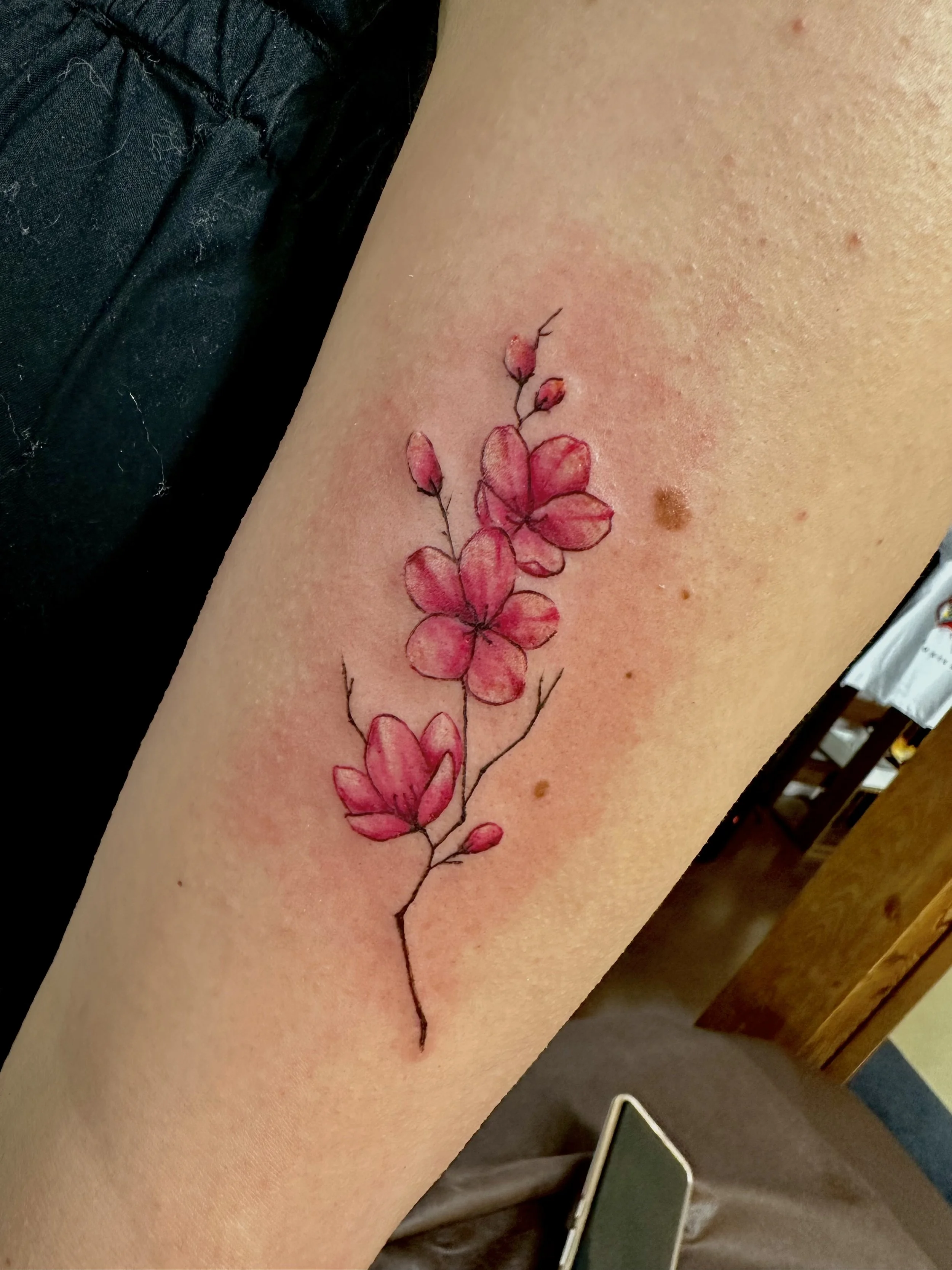 Delicate magnolia branch