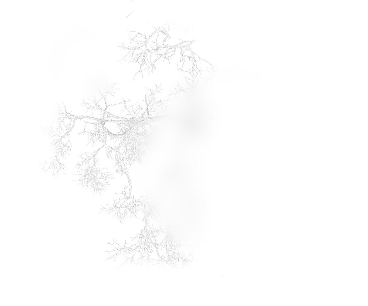 Faint outline of bare tree branches on a white background.