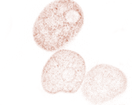 Close-up of three fingerprint patterns in light brown on a white background