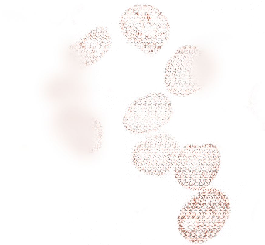 Illustration of red blood cells.