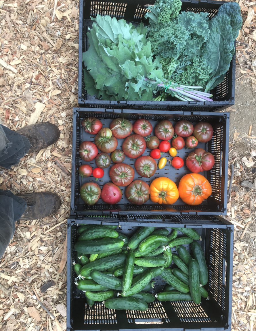 Screenshot 2024-07-15 at 12.10.39 PM.PNG