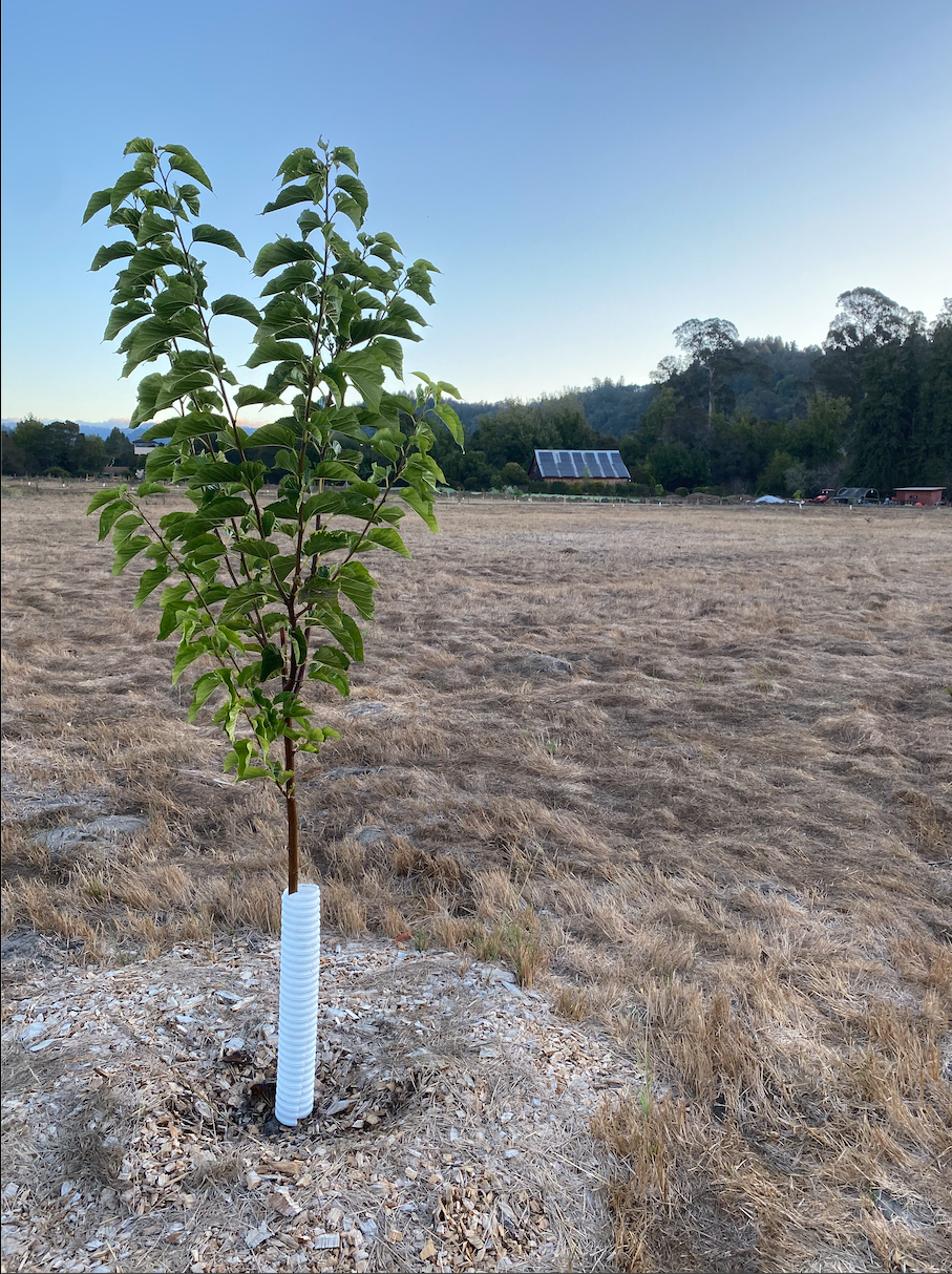 Screenshot 2025-04-07 at 9.57.34 PM 2.PNG