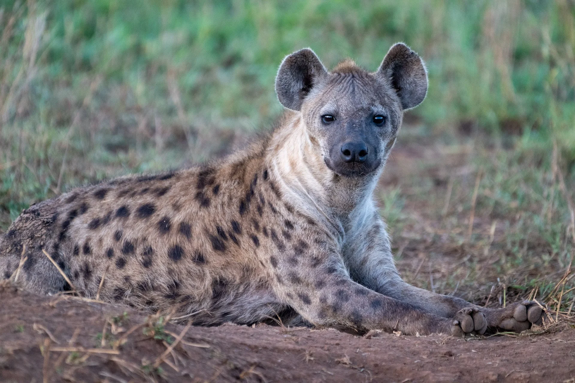 A young hyena laying on the ground in a grassy area, looking towards the camera.