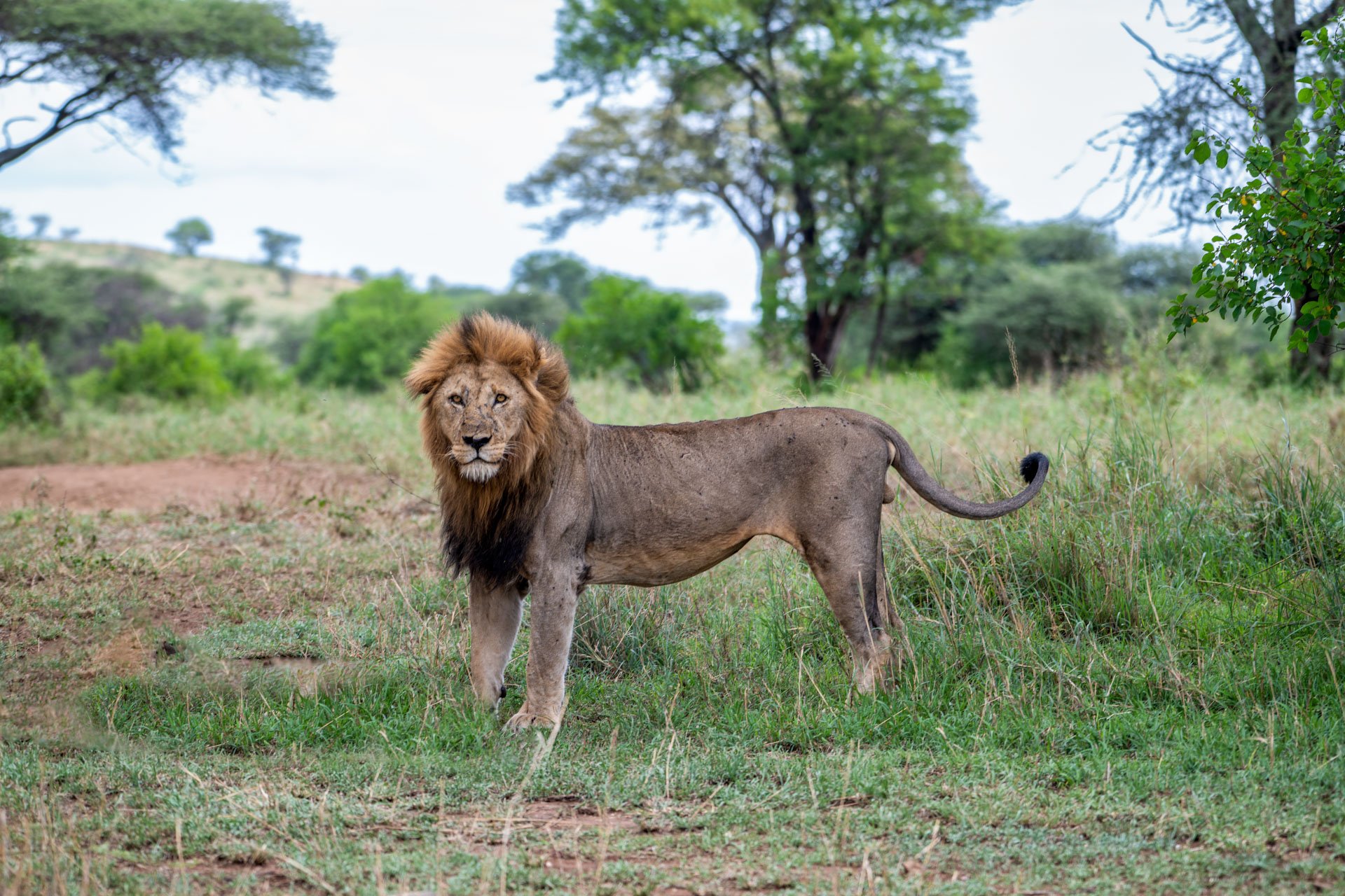 A male lion standing on grass in a lush, green savannah landscape with trees in the background.