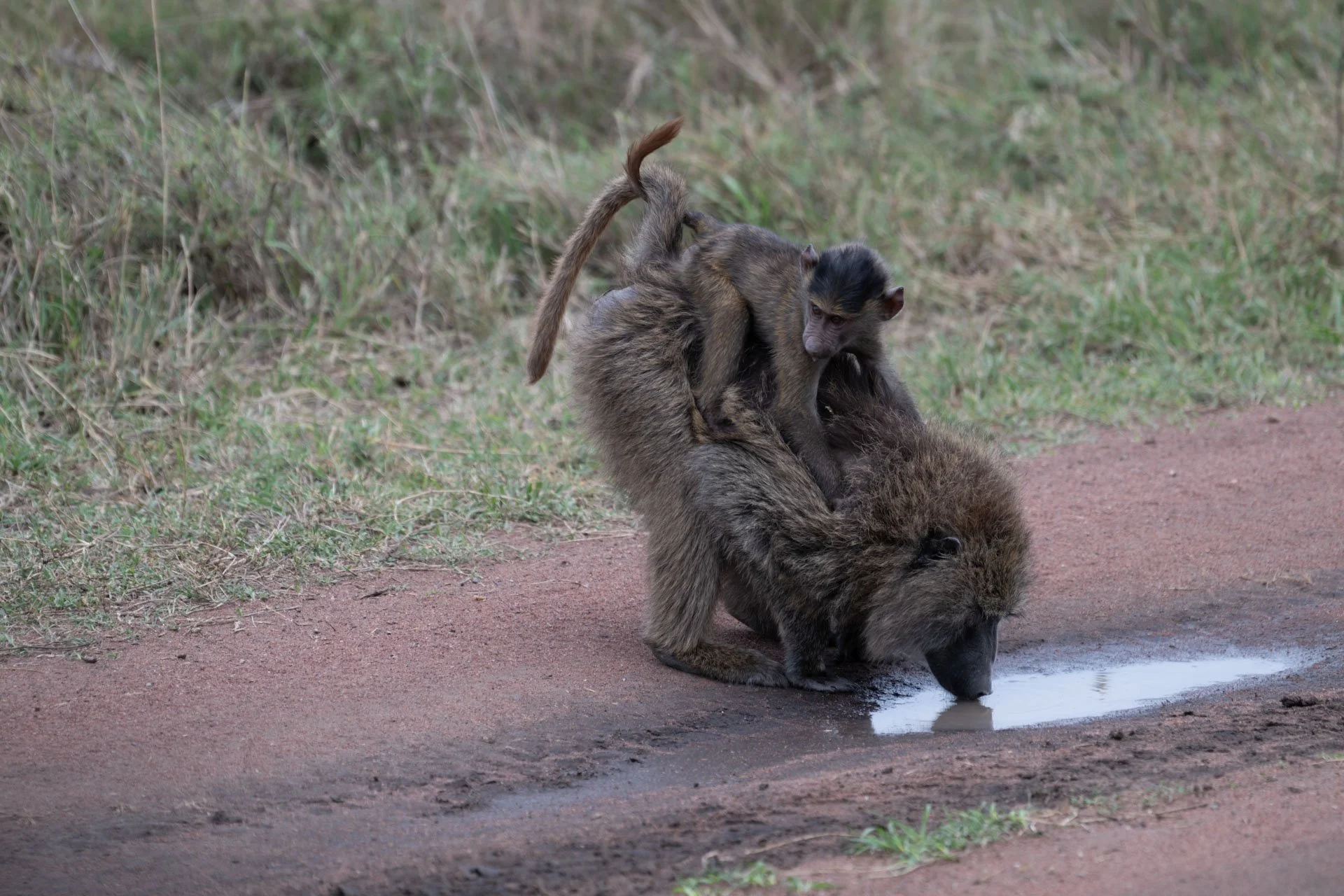 A baboon sitting on the ground drinking water from a puddle, with a young baboon riding on its back, on a dirt path with grass in the background.