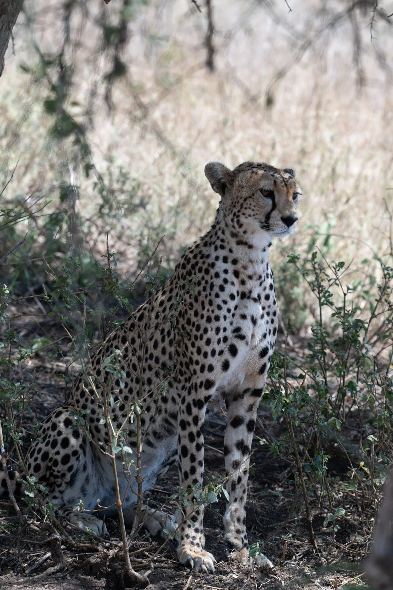 A cheetah sitting among dry bushes in a sunlit natural habitat.