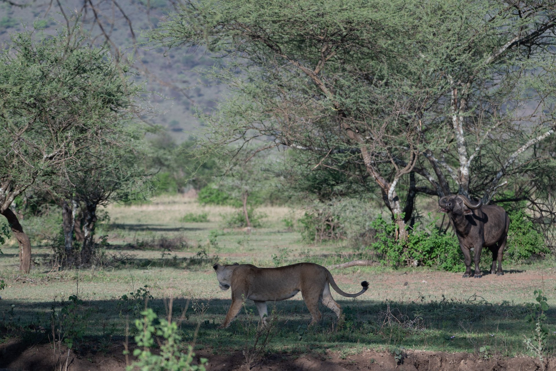 A lioness walking in a grassy area with trees, with a buffalo standing behind the trees in the background.