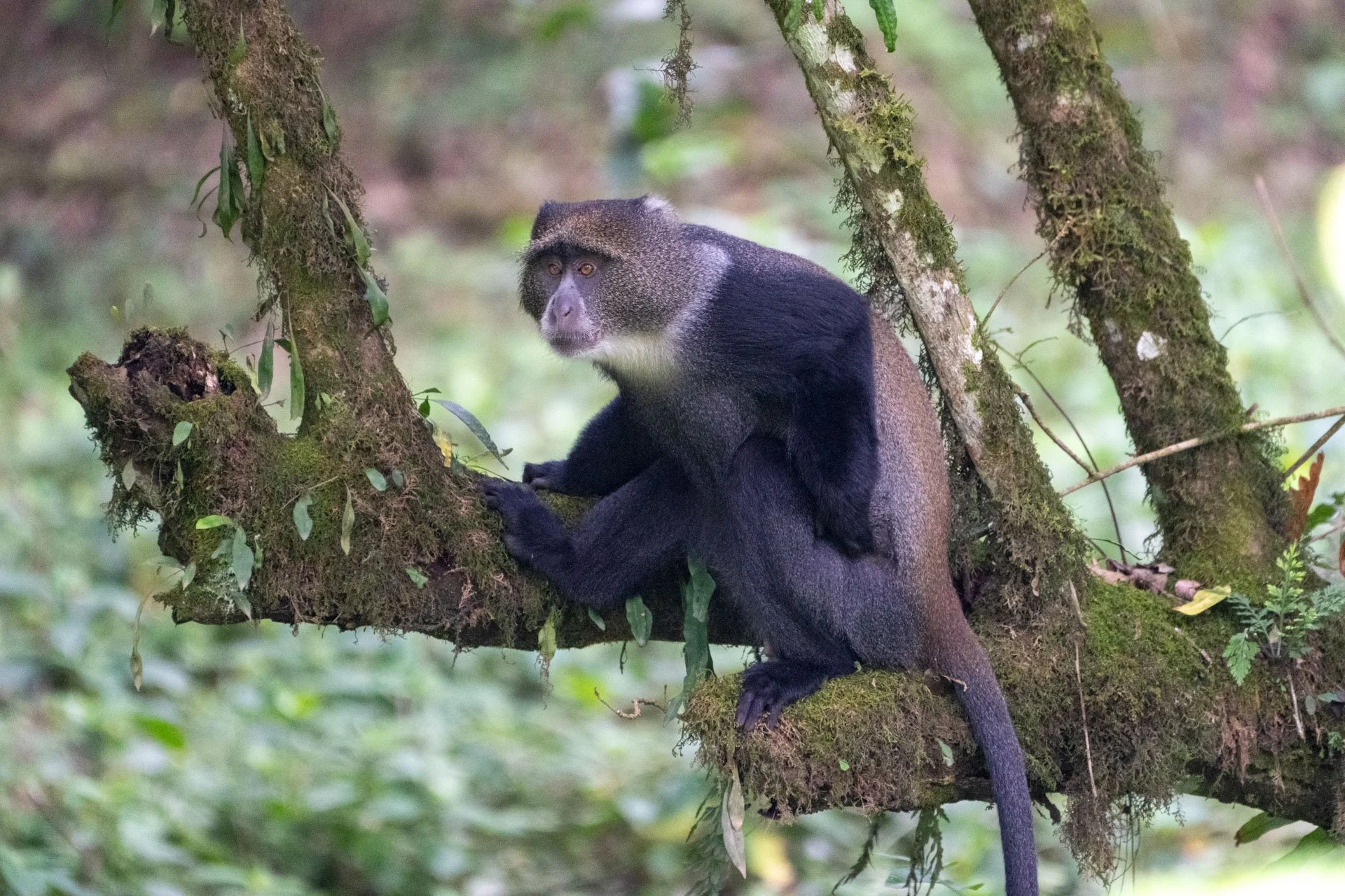 A monkey with dark fur sitting on a moss-covered tree branch in a lush forest.