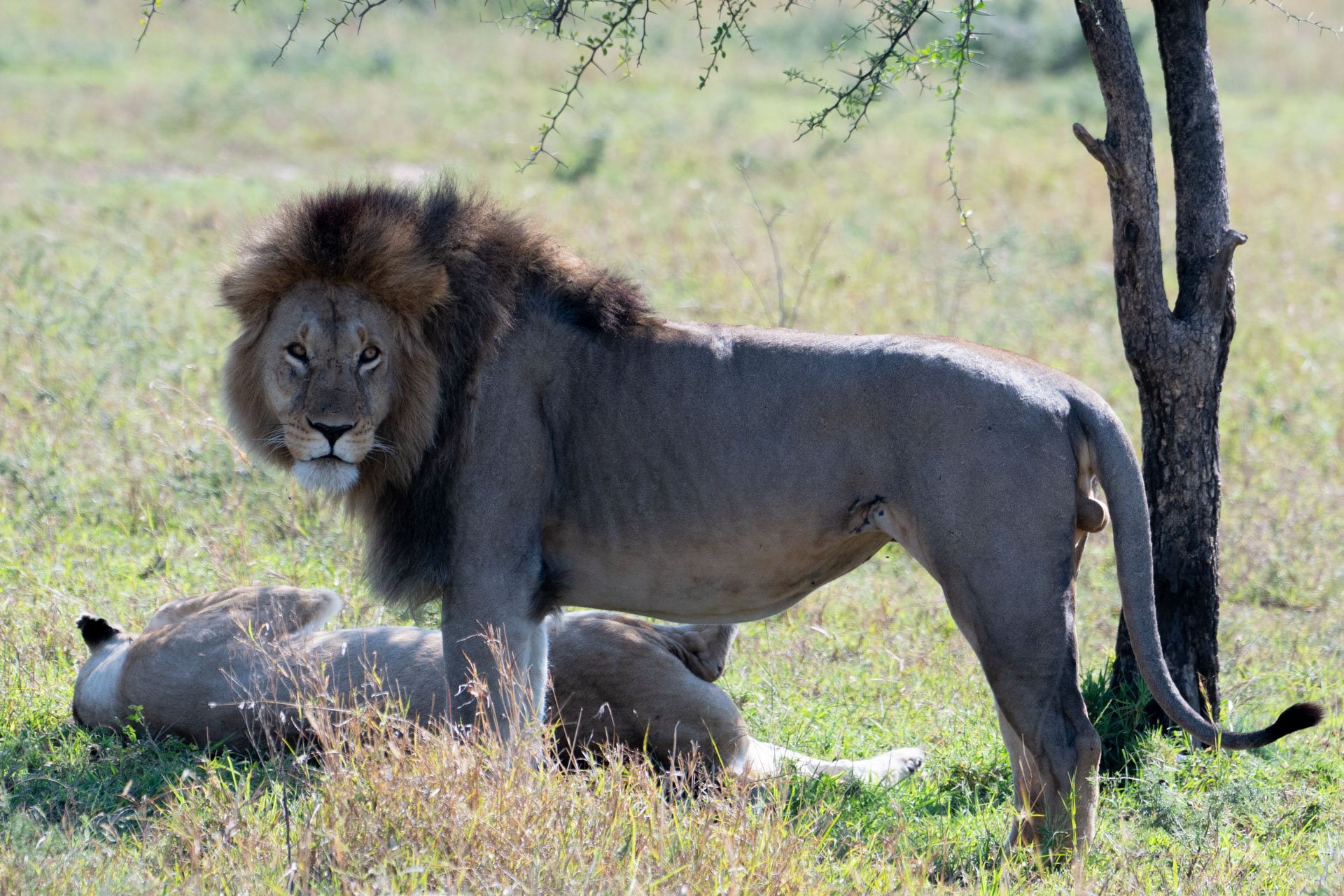 A male lion standing over a lioness lying on the grassy savannah near a tree.