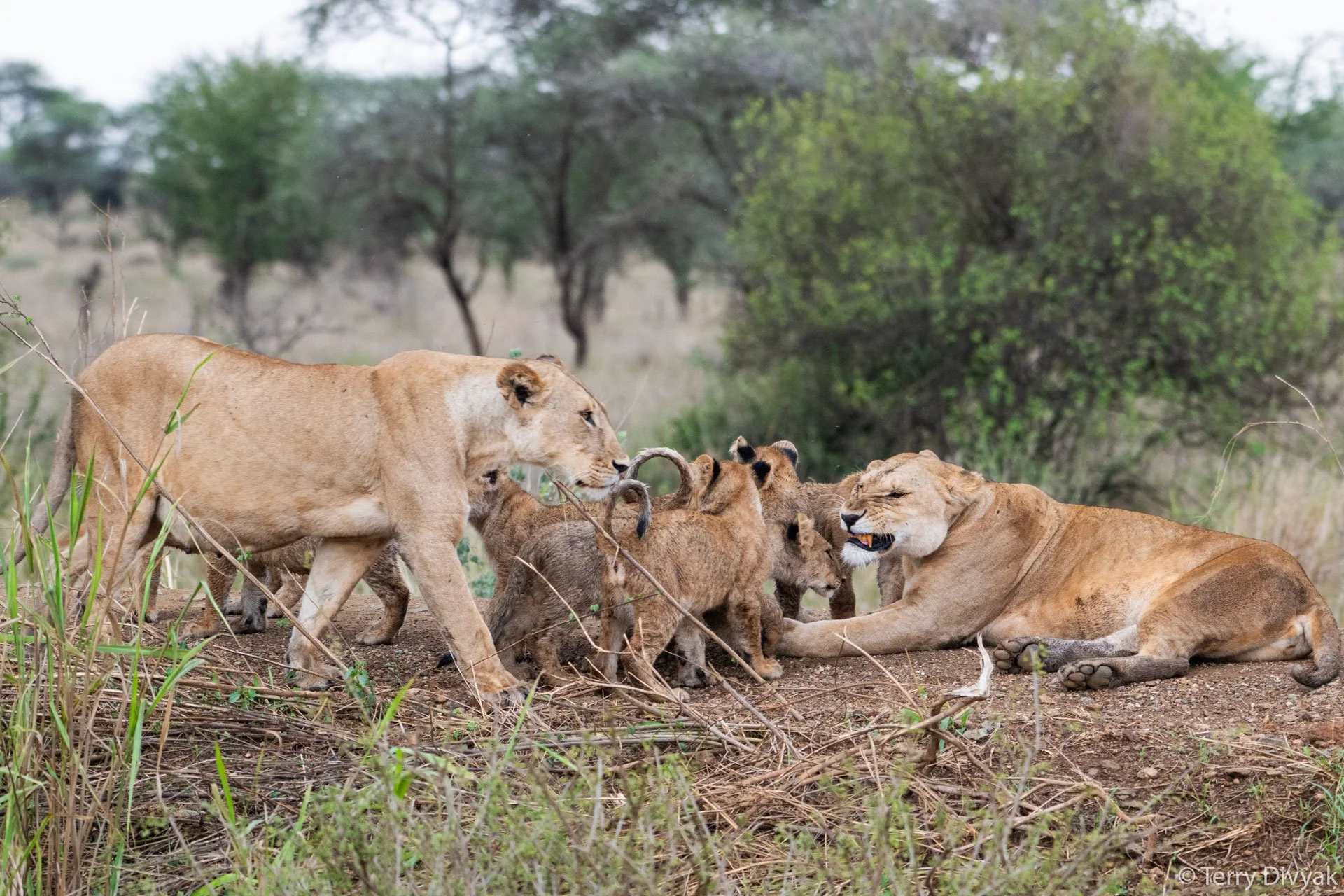A group of lion cubs and adult lions resting and playing in a grassy savannah with trees in the background.