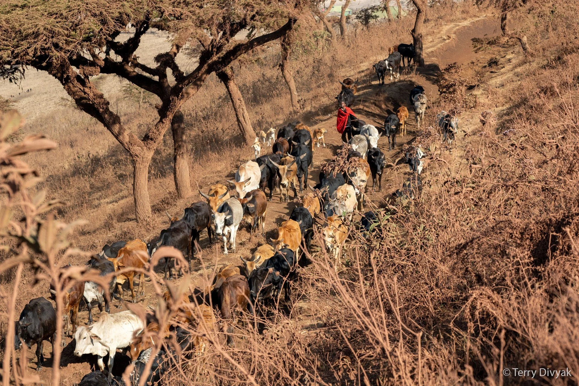 A herd of cows walking along a dirt path through a dry, bushy landscape with sparse trees, during daytime with warm sunlight.