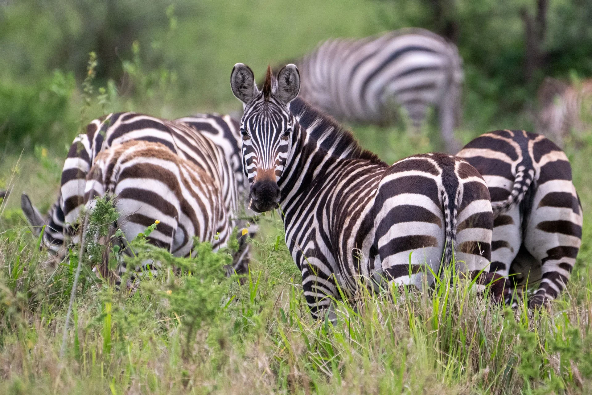 Group of zebras standing and grazing in a grassy field with greenery in the background.