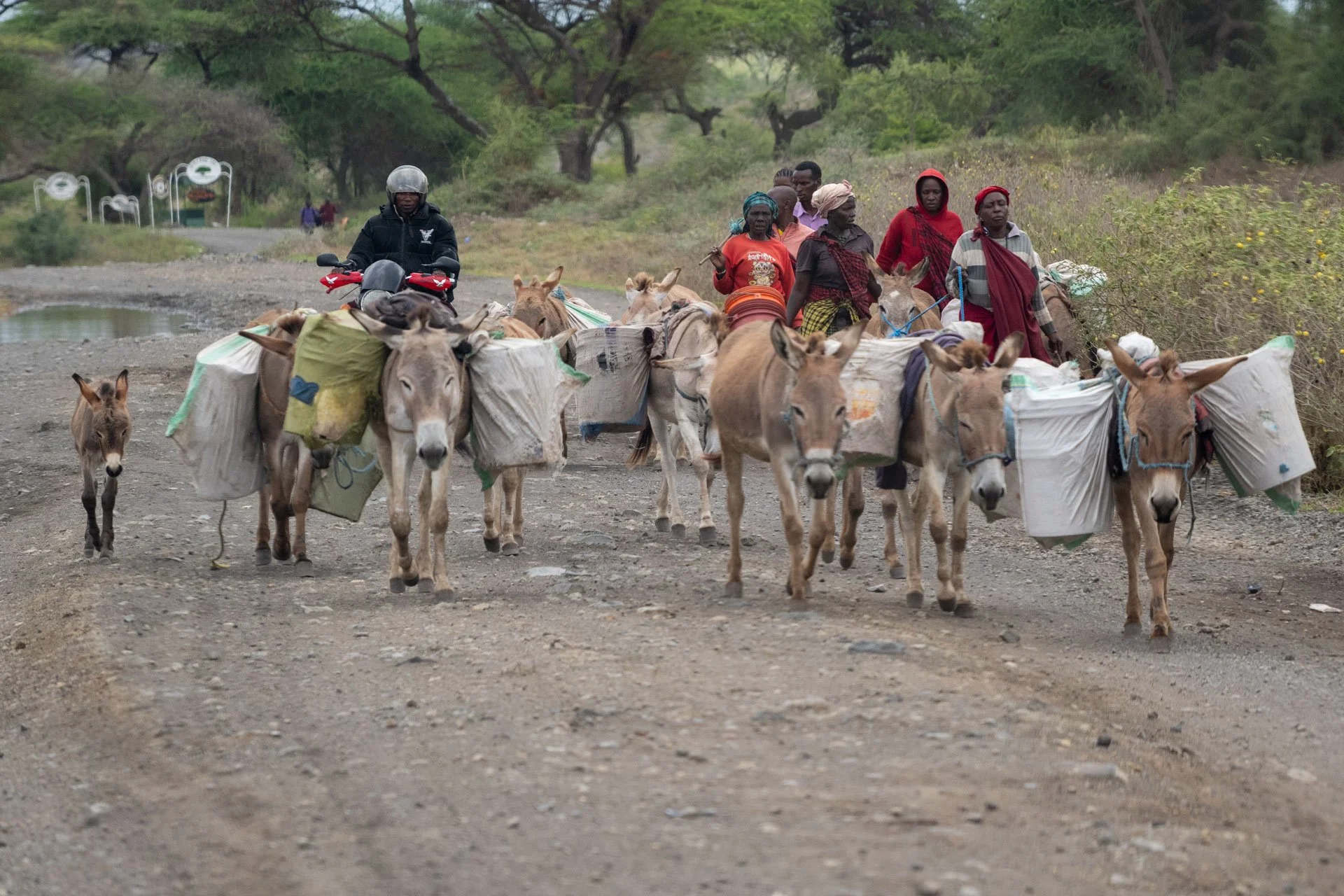 Group of people walking along a dirt road with donkeys carrying loads, in a rural area with trees and bushes.