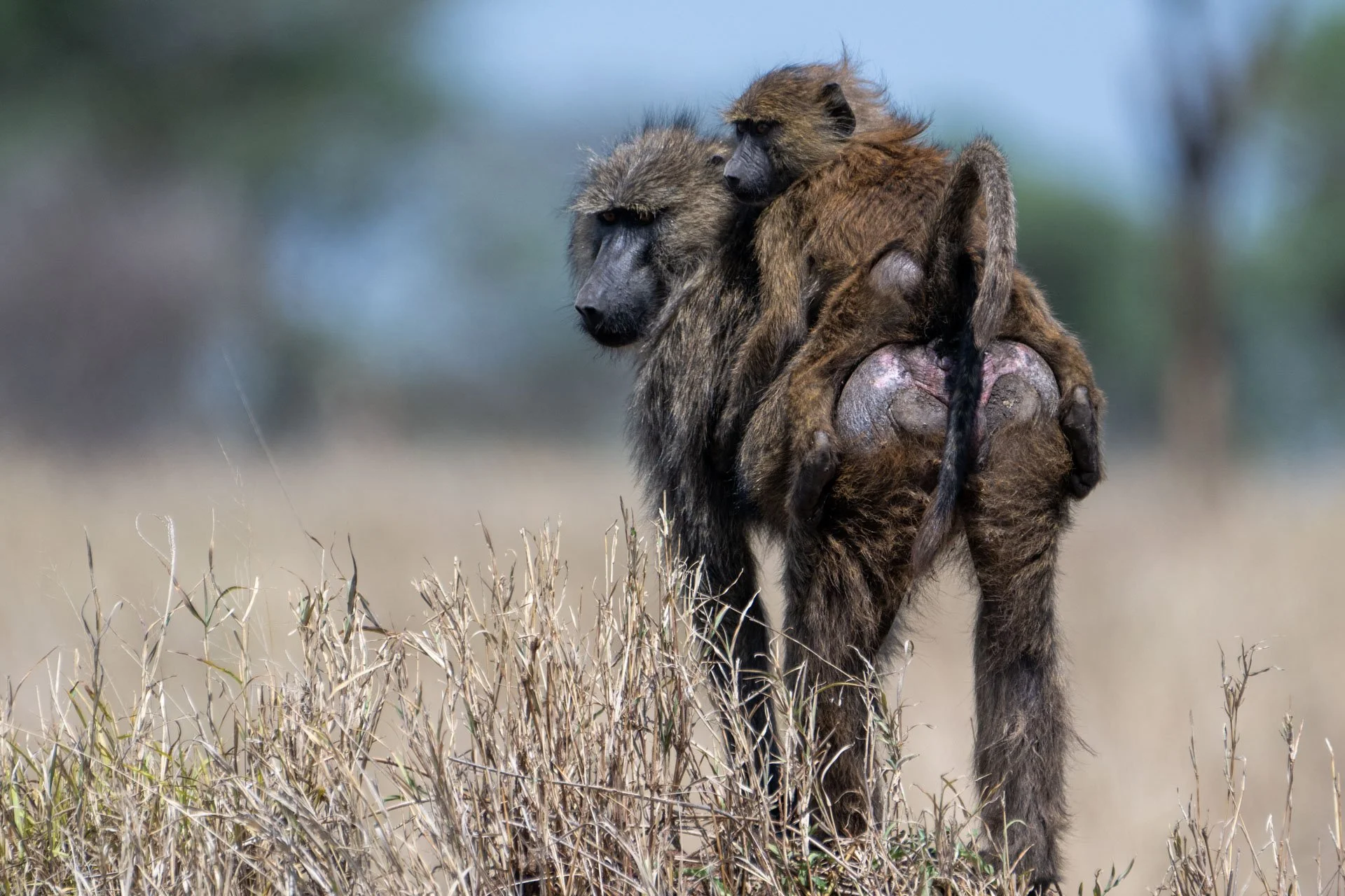 A baboon with a young baboon on its back walking through dry grass in a savanna landscape.