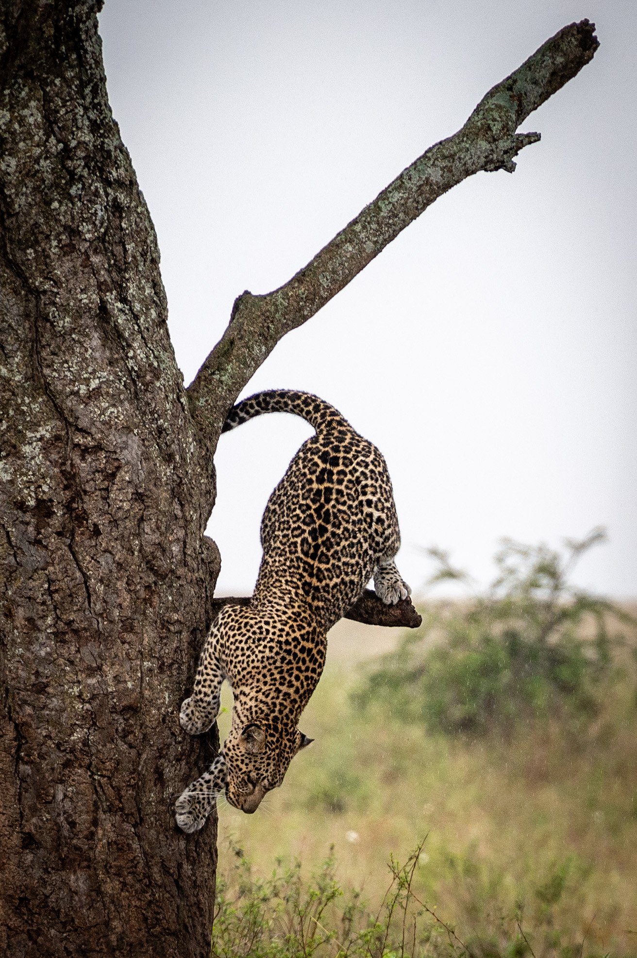 A leopard climbing down a tree in a natural grassland.