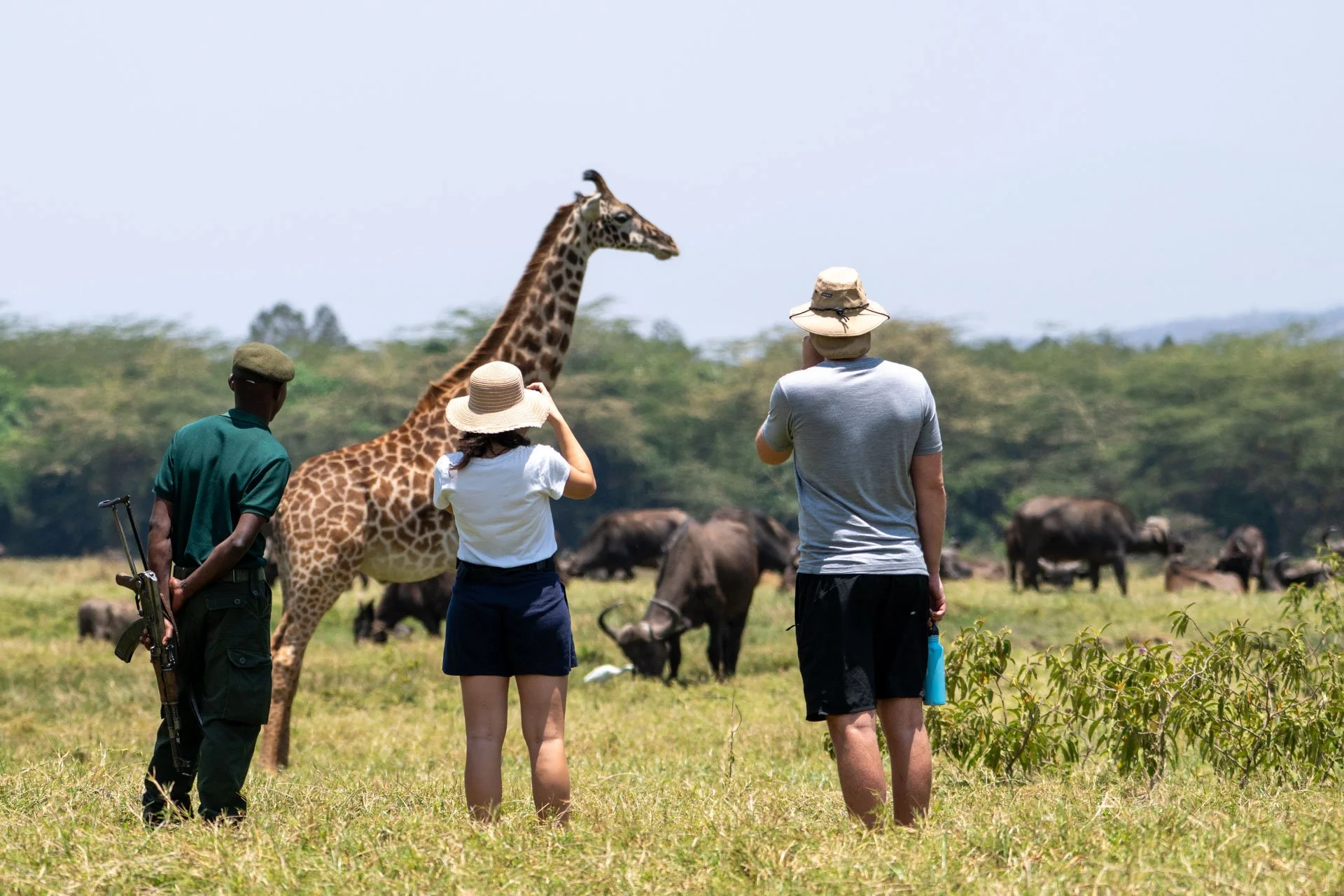 Three tourists observing a giraffe in the wild, with a park ranger standing nearby, in a grassy savannah with grazing buffalo in the background.