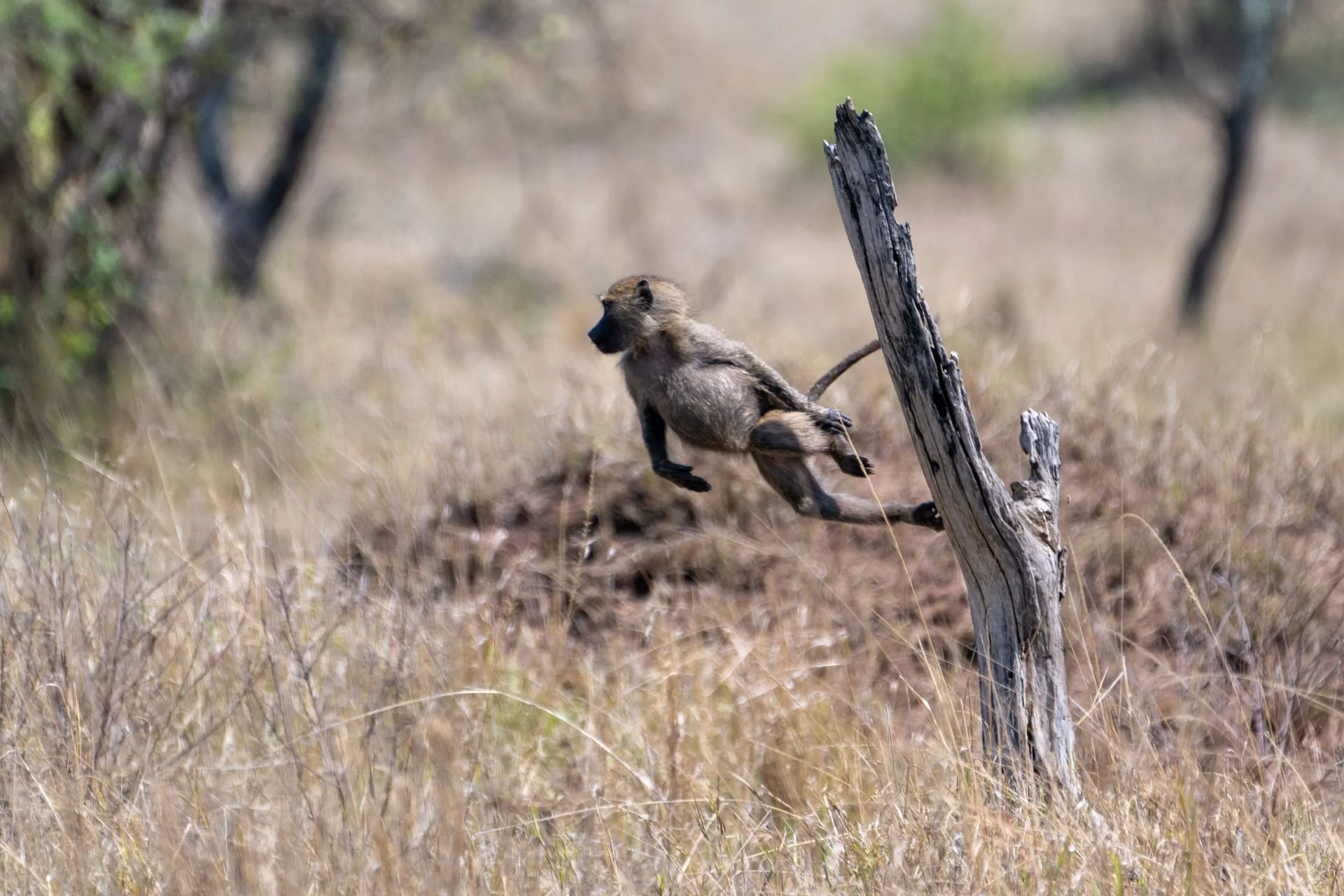A baboon jumping over a dead tree branch in a dry, grassy landscape.