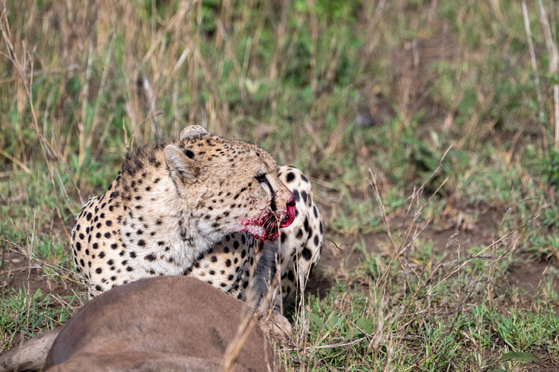Close-up of a cheetah with blood on its nose laying on the ground among dry grass and dirt.