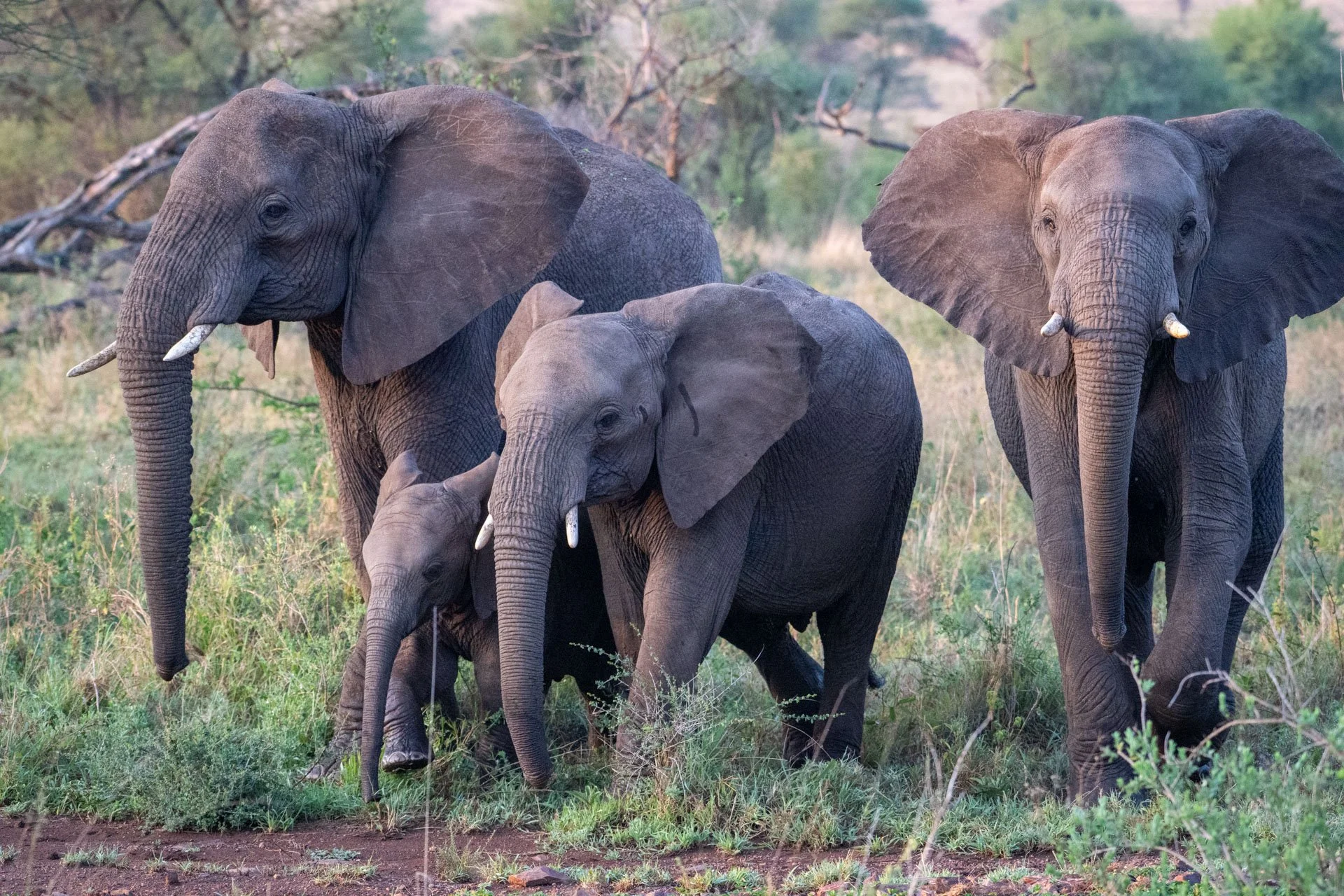 A group of four elephants, including two adults and two calves, standing on grassy terrain in a savanna with trees and bushes in the background.