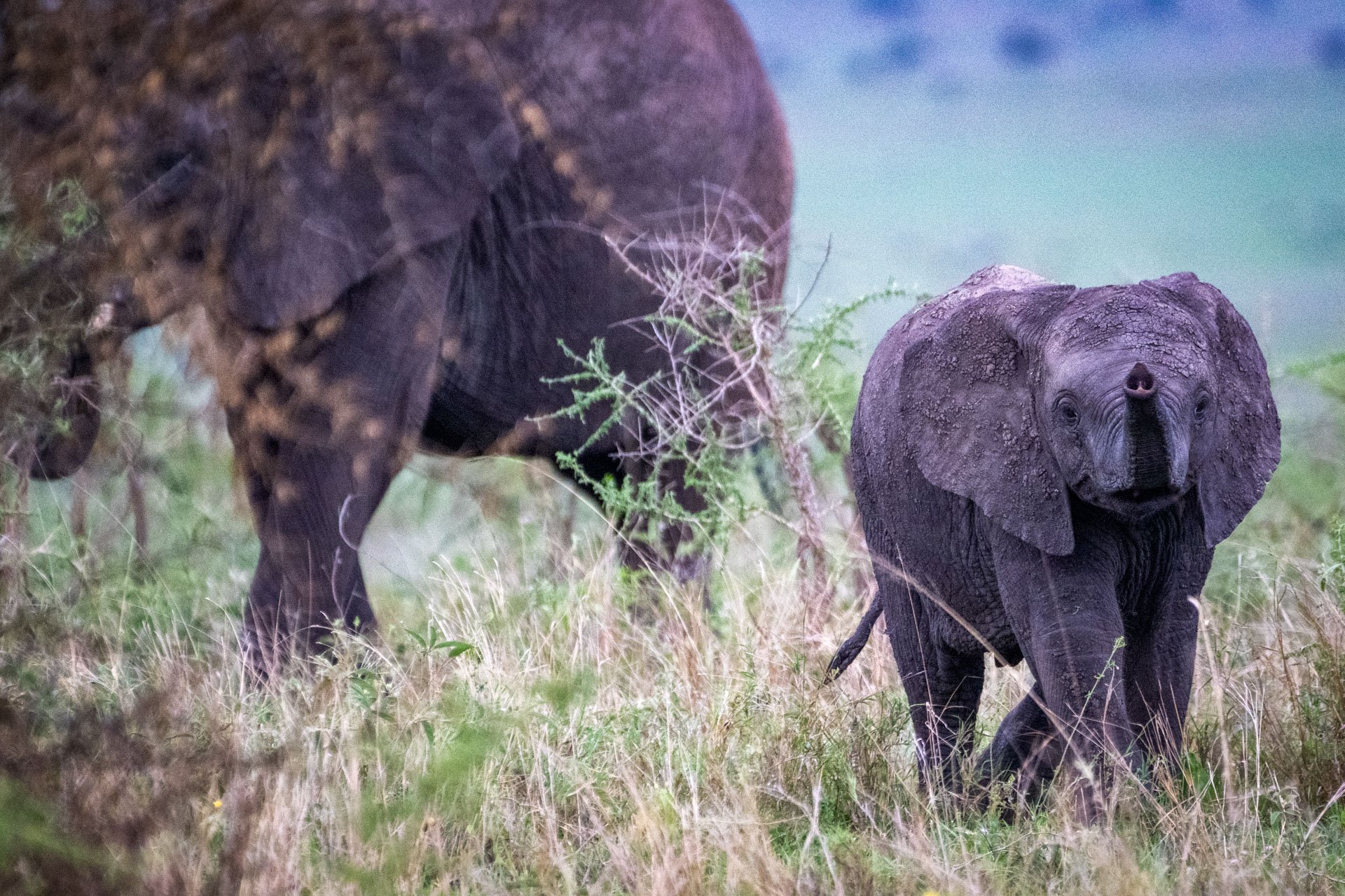 A baby elephant walking through the grass with a larger elephant partially visible behind it.