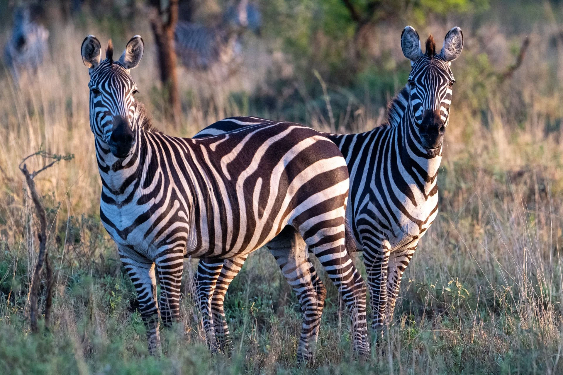 Two zebras standing in tall grass in a natural habitat during daylight.